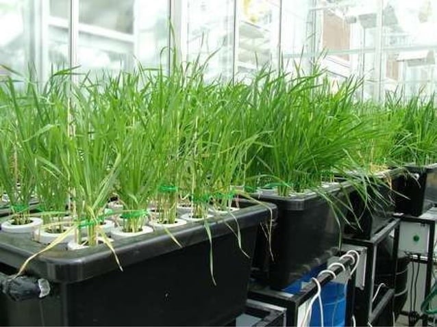 Sec 2 NA High Tech Farming