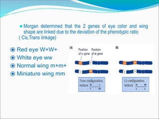 ⚫Morgan determined that the 2 genes of eye color and wing
shape are linked due to the deviation of the phenotypic ratio
( Cis,Trans linkage)
⦿ Red eye W+W+
⦿ White eye ww
⦿ Normal wing m+m+
⦿ Miniature wing mm
 