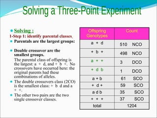 ⚫Solving :
1-Step 1: identify parental classes
⚫ Parentals are the largest groups:
⚫ Double crossover are the
smallest groups.
The parental class of offspring is
the largest: a + d, and + b +. No
crossovers have occurred here: the
original parents had these
combinations of alleles.
⚫ The double crossovers class (2CO)
is the smallest class: + b d and a
+ +.
⚫ The other two pairs are the two
single crossover classes.
Offspring
Genotypes
Count
a + d 510 NCO
+ b + 498 NCO
a + + 3 DCO
+ d b 1 DCO
a + b 61 SCO
+ d + 59 SCO
a d b 35 SCO
+ + + 37 SCO
total 1204
 