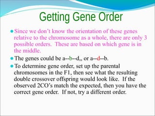 ⚫Since we don’t know the orientation of these genes
relative to the chromosome as a whole, there are only 3
possible orders. These are based on which gene is in
the middle.
⚫The genes could be a--b--d,, or a--d--b.
⚫To determine gene order, set up the parental
chromosomes in the F1, then see what the resulting
double crossover offspring would look like. If the
observed 2CO’s match the expected, then you have the
correct gene order. If not, try a different order.
 