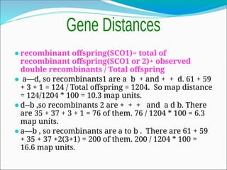 ⚫recombinant offspring(SCO1)= total of
recombinant offspring(SCO1 or 2)+ observed
double recombinants / Total offspring
⚫ a—d, so recombinants1 are a b + and + + d. 61 + 59
+ 3 + 1 = 124 / Total offspring = 1204. So map distance
= 124/1204 * 100 = 10.3 map units.
⚫d--b ,so recombinants 2 are + + + and a d b. There
are 35 + 37 + 3 + 1 = 76 of them. 76 / 1204 * 100 = 6.3
map units.
⚫a—b , so recombinants are a to b . There are 61 + 59
+ 35 + 37 +2(3+1) = 200 of them. 200 / 1204 * 100 =
16.6 map units.
 