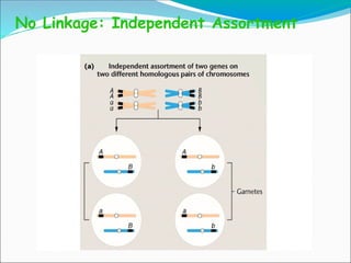 No Linkage: Independent Assortment
 