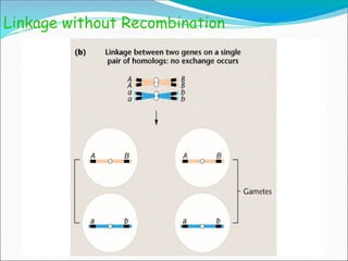 Linkage without Recombination
 
