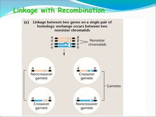 Linkage with Recombination
 