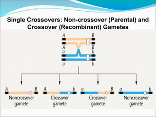 Single Crossovers: Non-crossover (Parental) and
Crossover (Recombinant) Gametes
 
