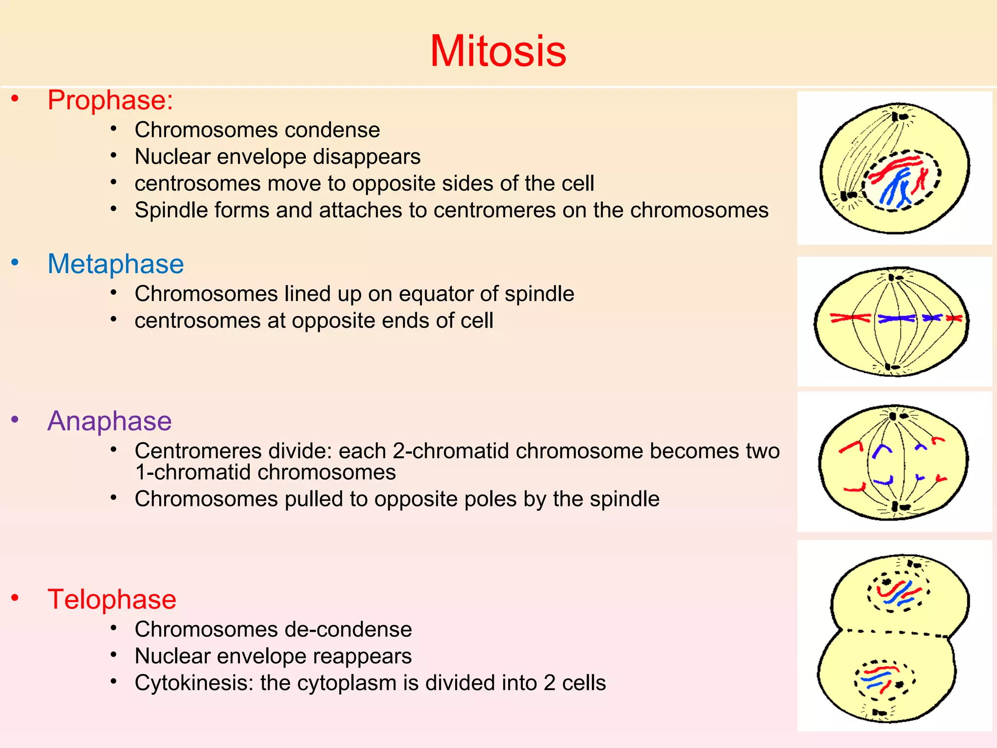 Mitosis
•   Prophase:
        •   Chromosomes condense
        •   Nuclear envelope disappears
        •   centrosomes move to opposite sides of the cell
        •   Spindle forms and attaches to centromeres on the chromosomes

•   Metaphase
        • Chromosomes lined up on equator of spindle
        • centrosomes at opposite ends of cell



•   Anaphase
        • Centromeres divide: each 2-chromatid chromosome becomes two
          1-chromatid chromosomes
        • Chromosomes pulled to opposite poles by the spindle



•   Telophase
        • Chromosomes de-condense
        • Nuclear envelope reappears
        • Cytokinesis: the cytoplasm is divided into 2 cells
 