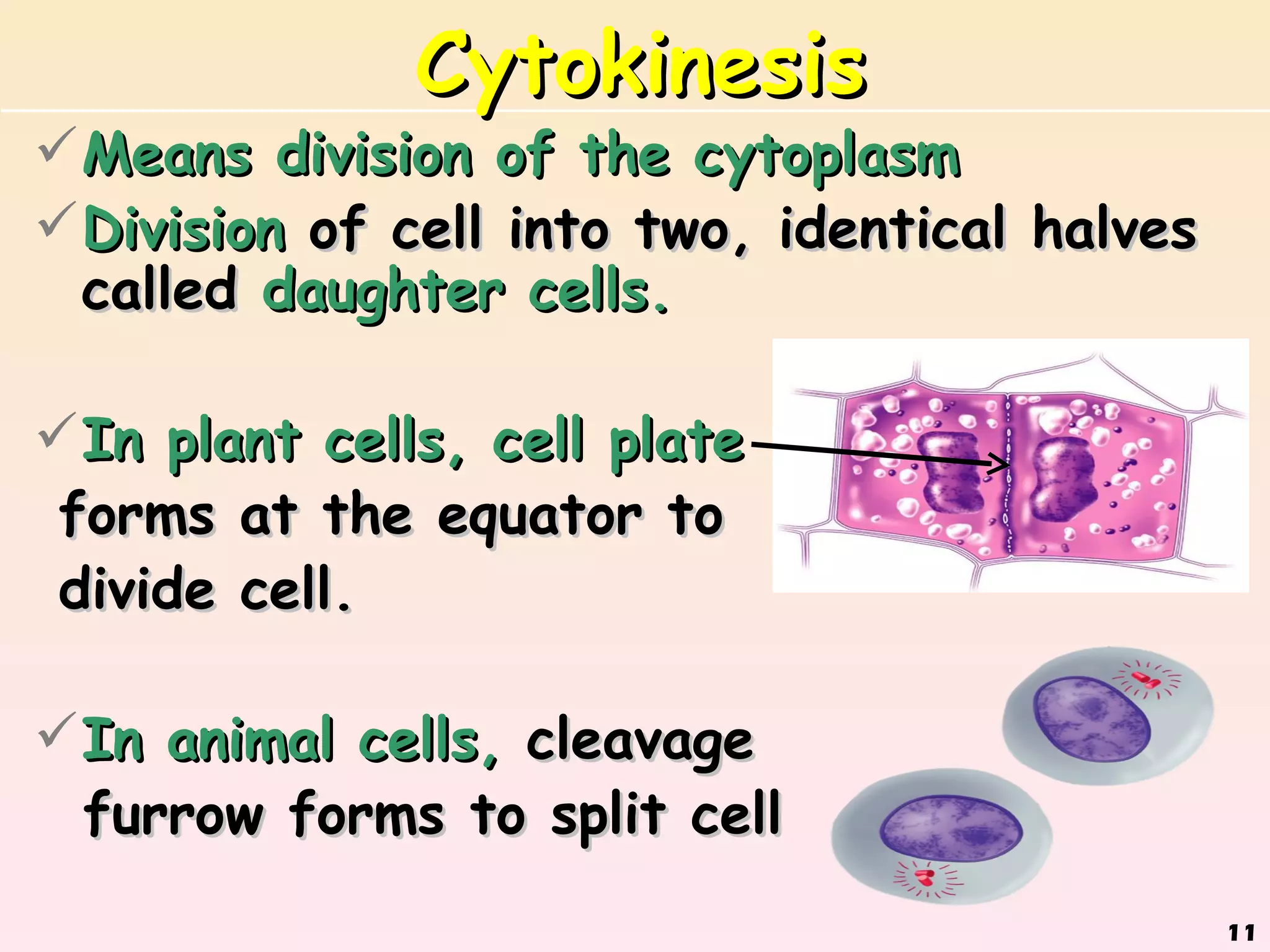 Cytokinesis
 Means division of the cytoplasm
 Division of cell into two, identical halves
  called daughter cells.

 In plant cells, cell plate
 forms at the equator to
 divide cell.

 In animal cells, cleavage
  furrow forms to split cell
                                                11
 