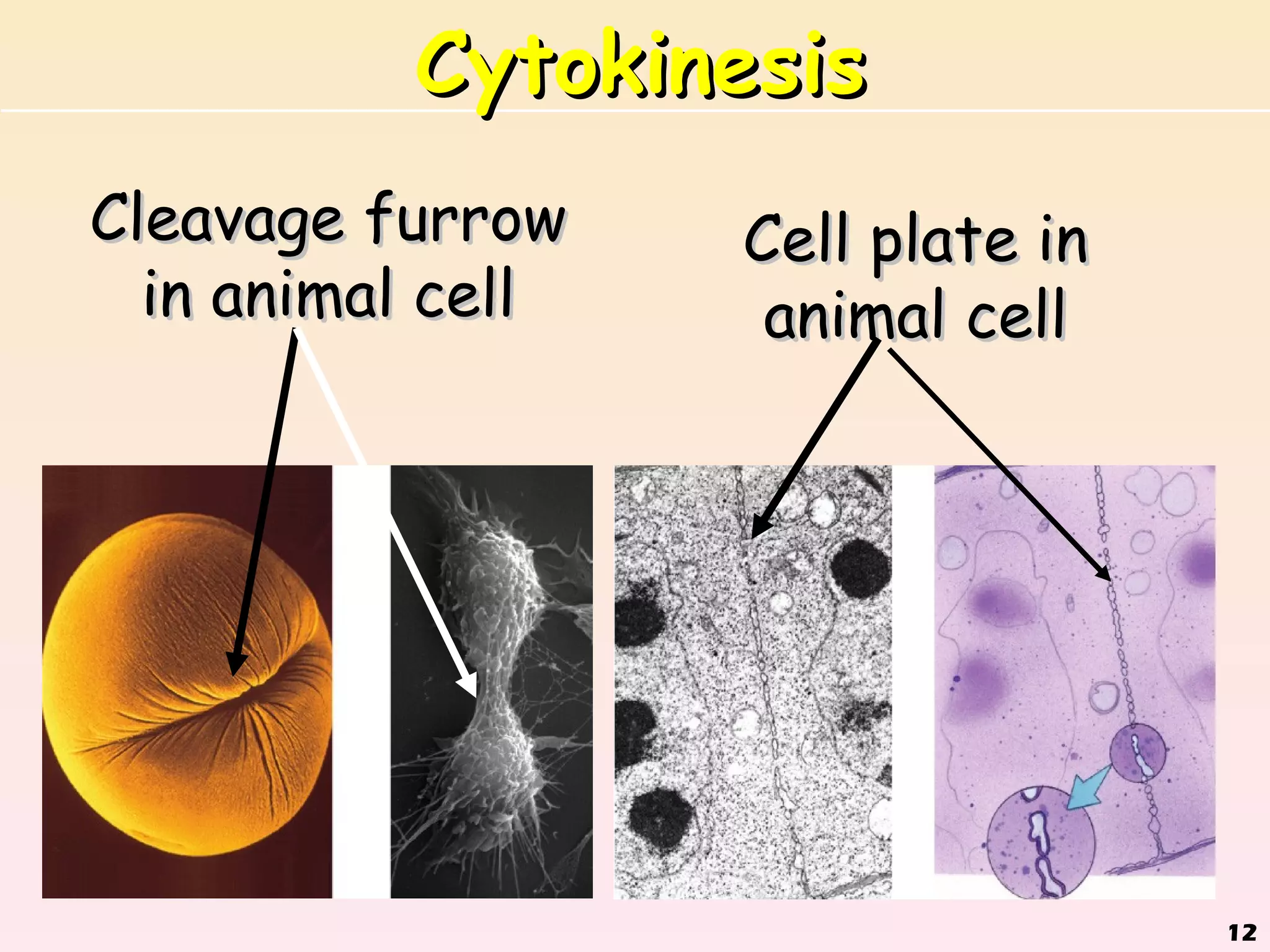 Cytokinesis
Cleavage furrow    Cell plate in
  in animal cell    animal cell




                                   12
 