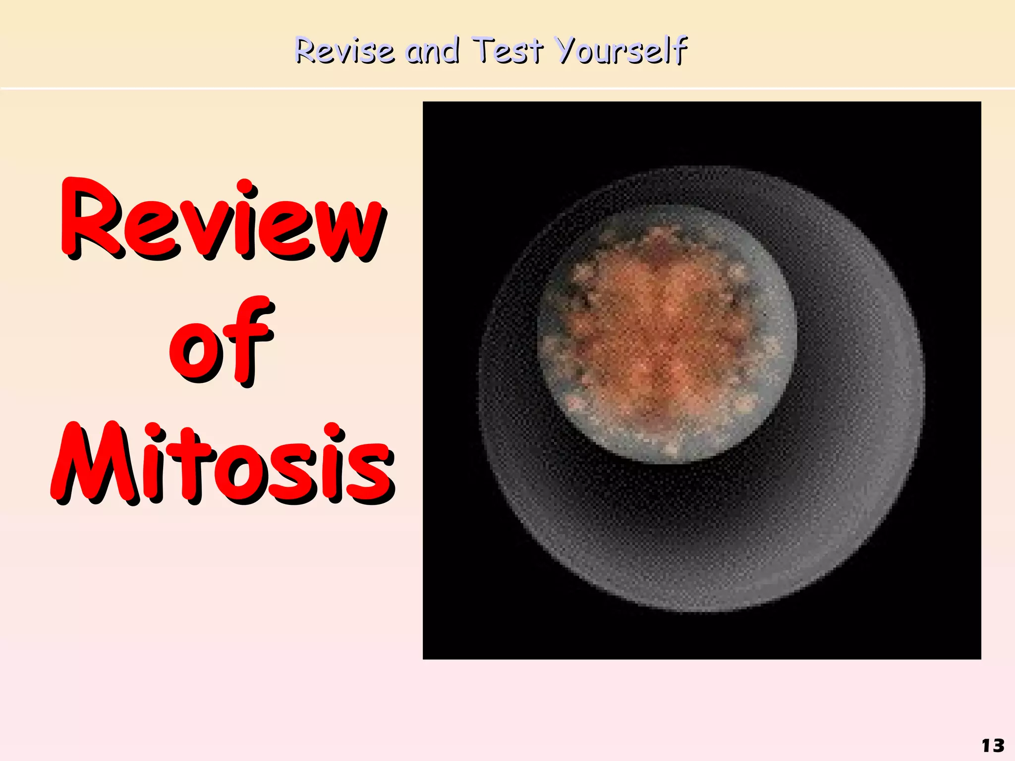 Revise and Test Yourself




Review
  of
Mitosis

                               13
 