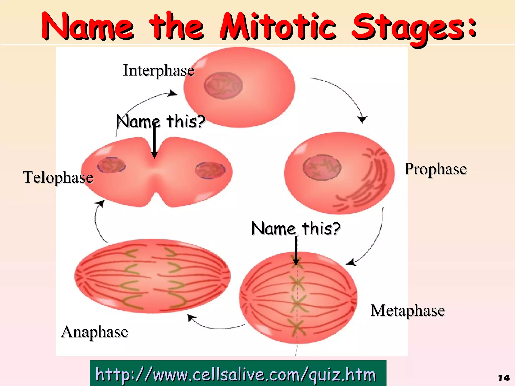 Name the Mitotic Stages:
               Interphase


              Name this?


Telophase                                        Prophase


                              Name this?



                                             Metaphase
    Anaphase

            http://www.cellsalive.com/quiz.htm              14
 