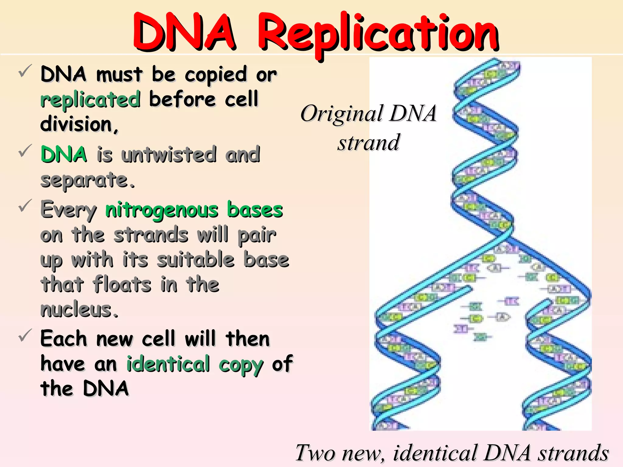 DNA Replication
 DNA must be copied or
  replicated before cell
  division,                 Original DNA
 DNA is untwisted and         strand
  separate.
 Every nitrogenous bases
  on the strands will pair
  up with its suitable base
  that floats in the
  nucleus.
 Each new cell will then
  have an identical copy of
  the DNA


                          Two new, identical DNA strands
 