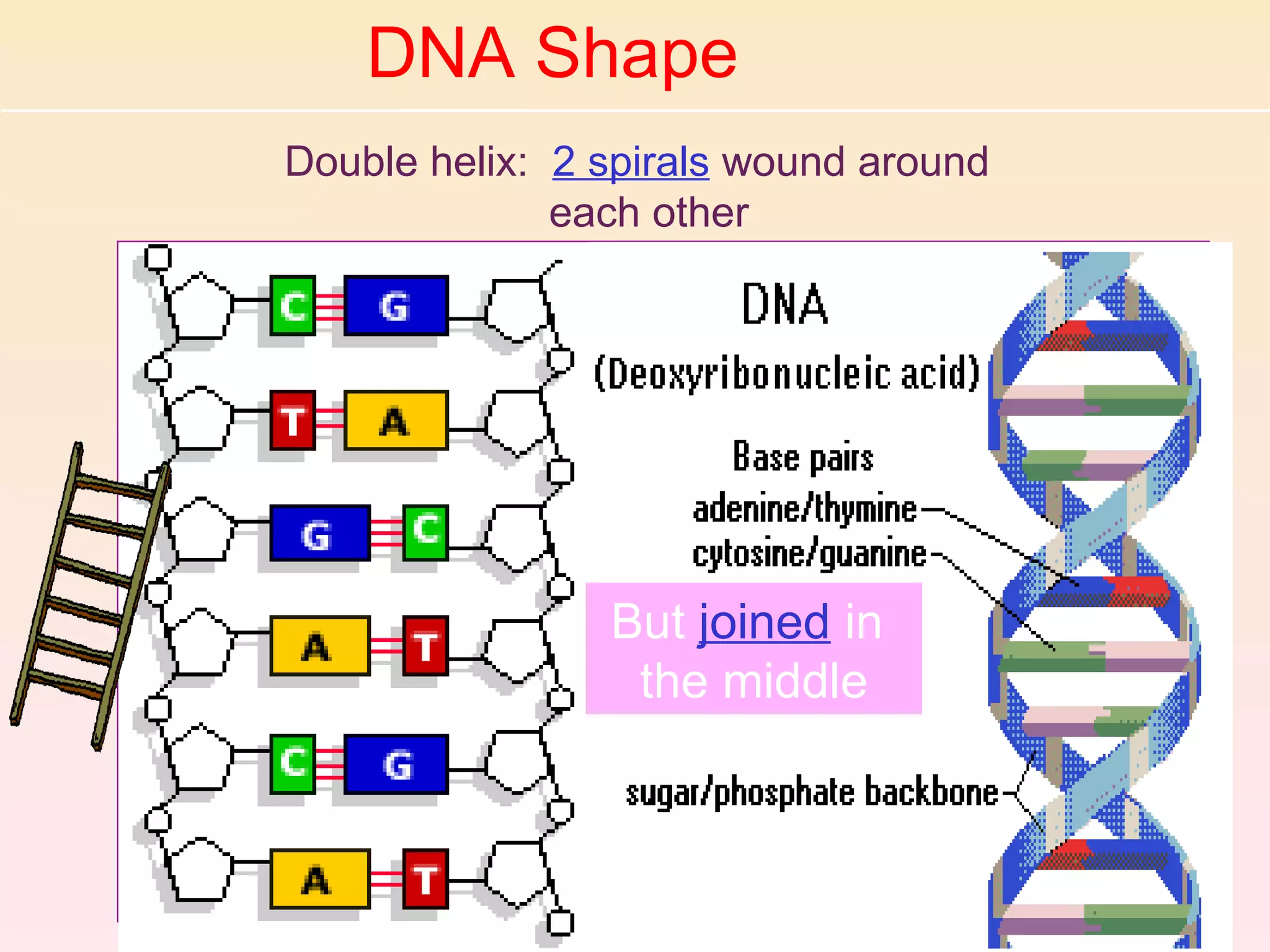 DNA Shape
Double helix: 2 spirals wound around
              each other




                But joined in
                 the middle
 