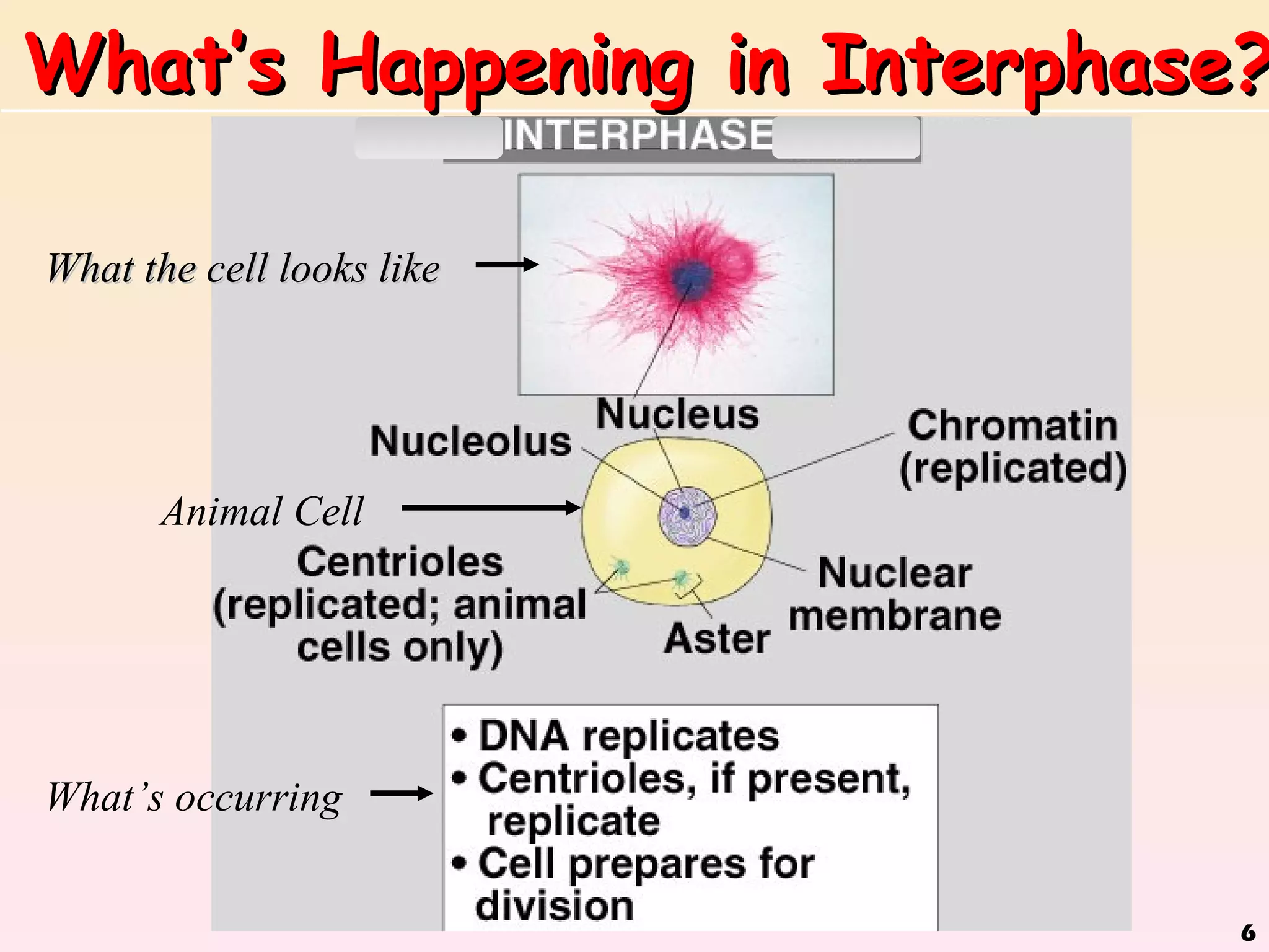What’s Happening in Interphase?

What the cell looks like




       Animal Cell




What’s occurring


                              6
 