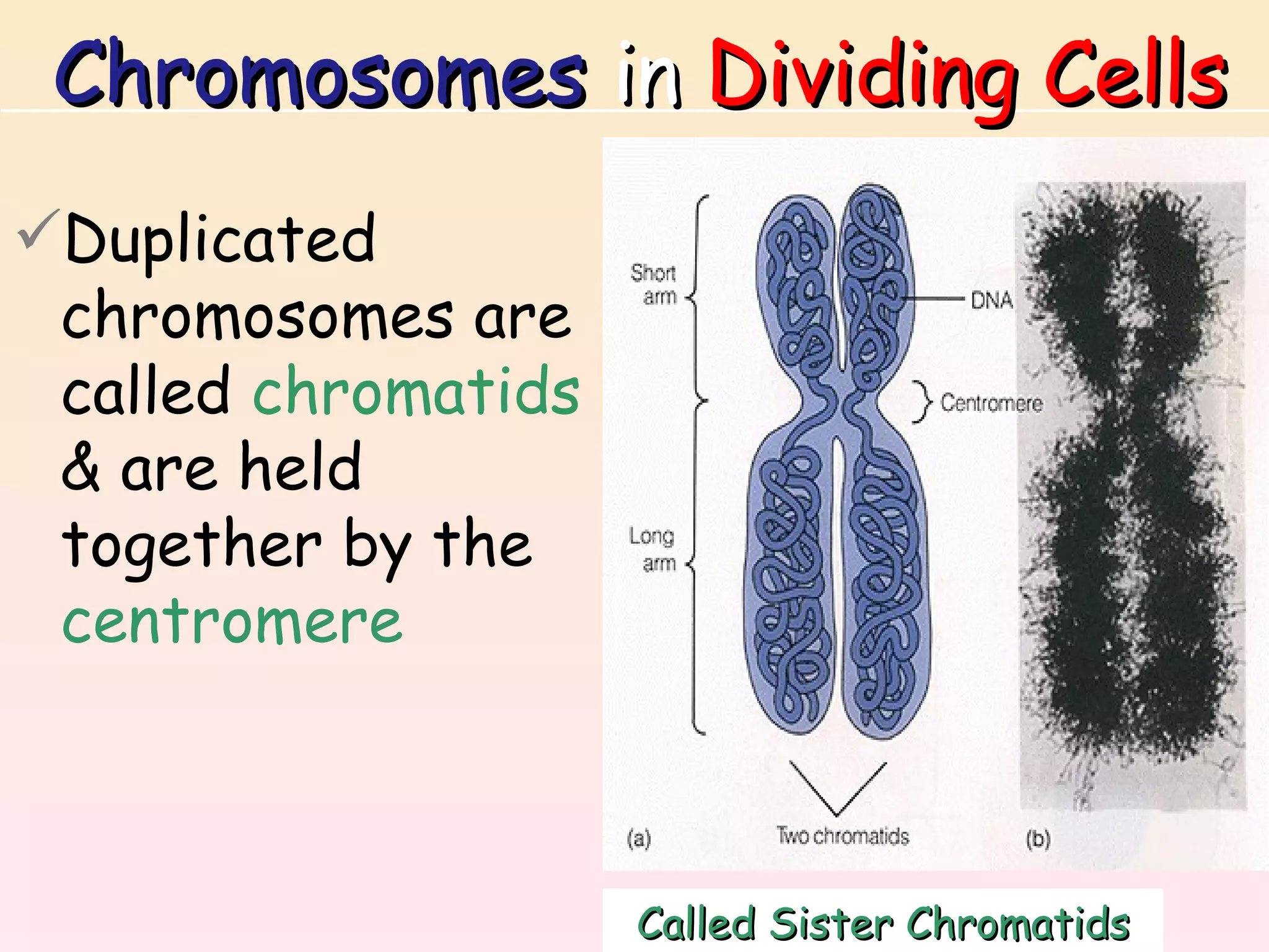 Chromosomes in Dividing Cells
Duplicated
 chromosomes are
 called chromatids
 & are held
 together by the
 centromere



                     Called Sister Chromatids
 
