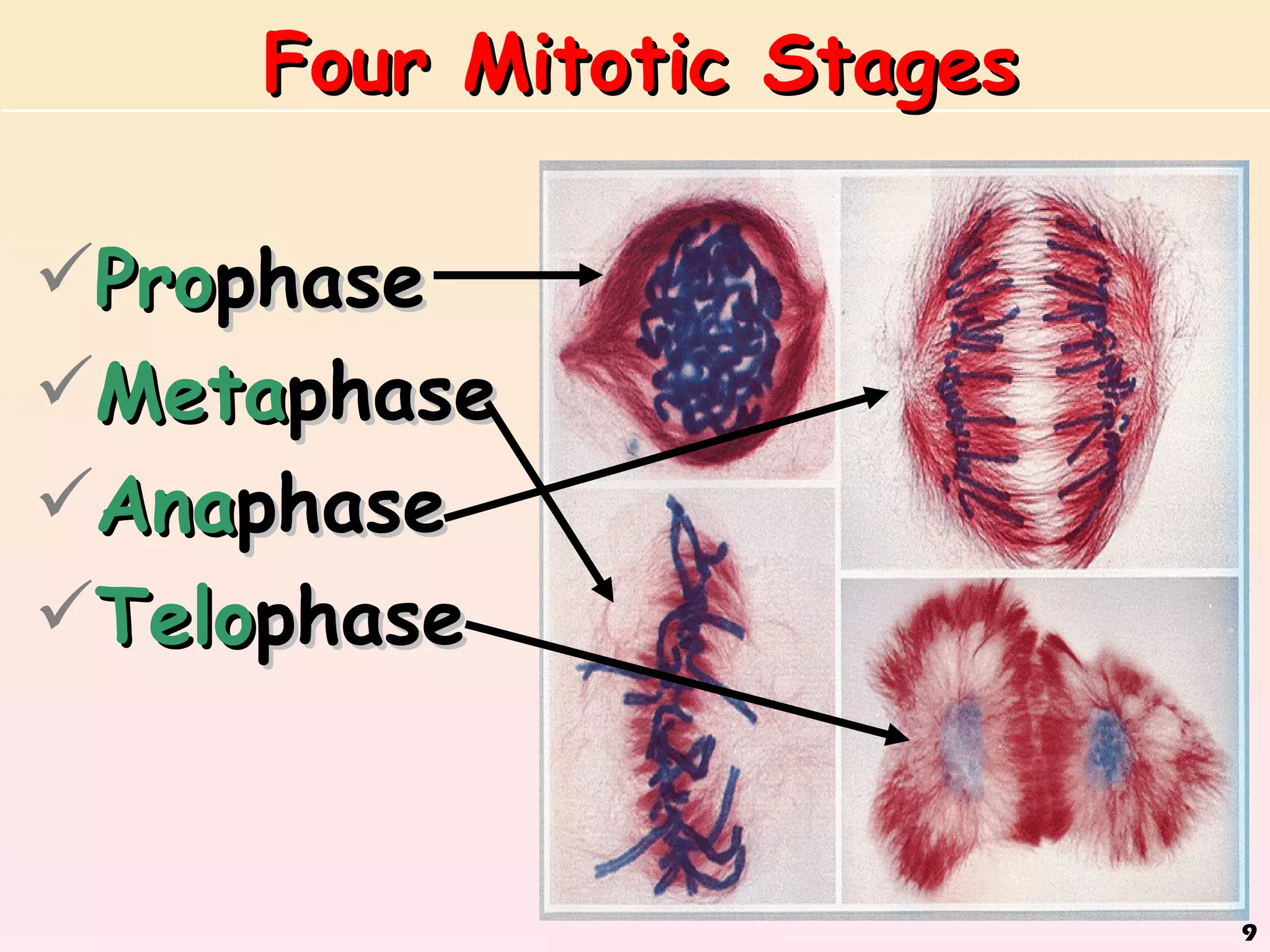 Four Mitotic Stages

Prophase
Metaphase
Anaphase
Telophase


                          9
 