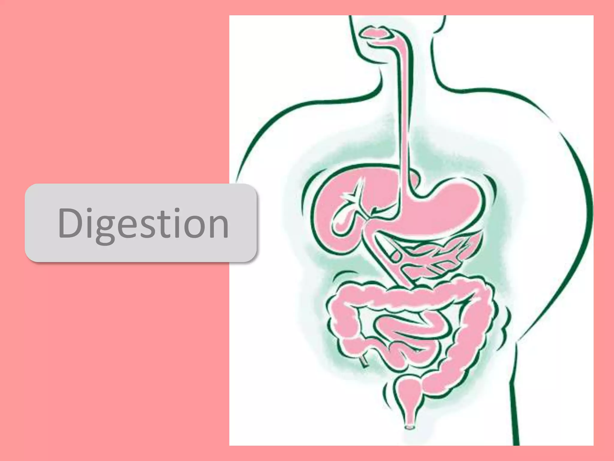 Digestion
 