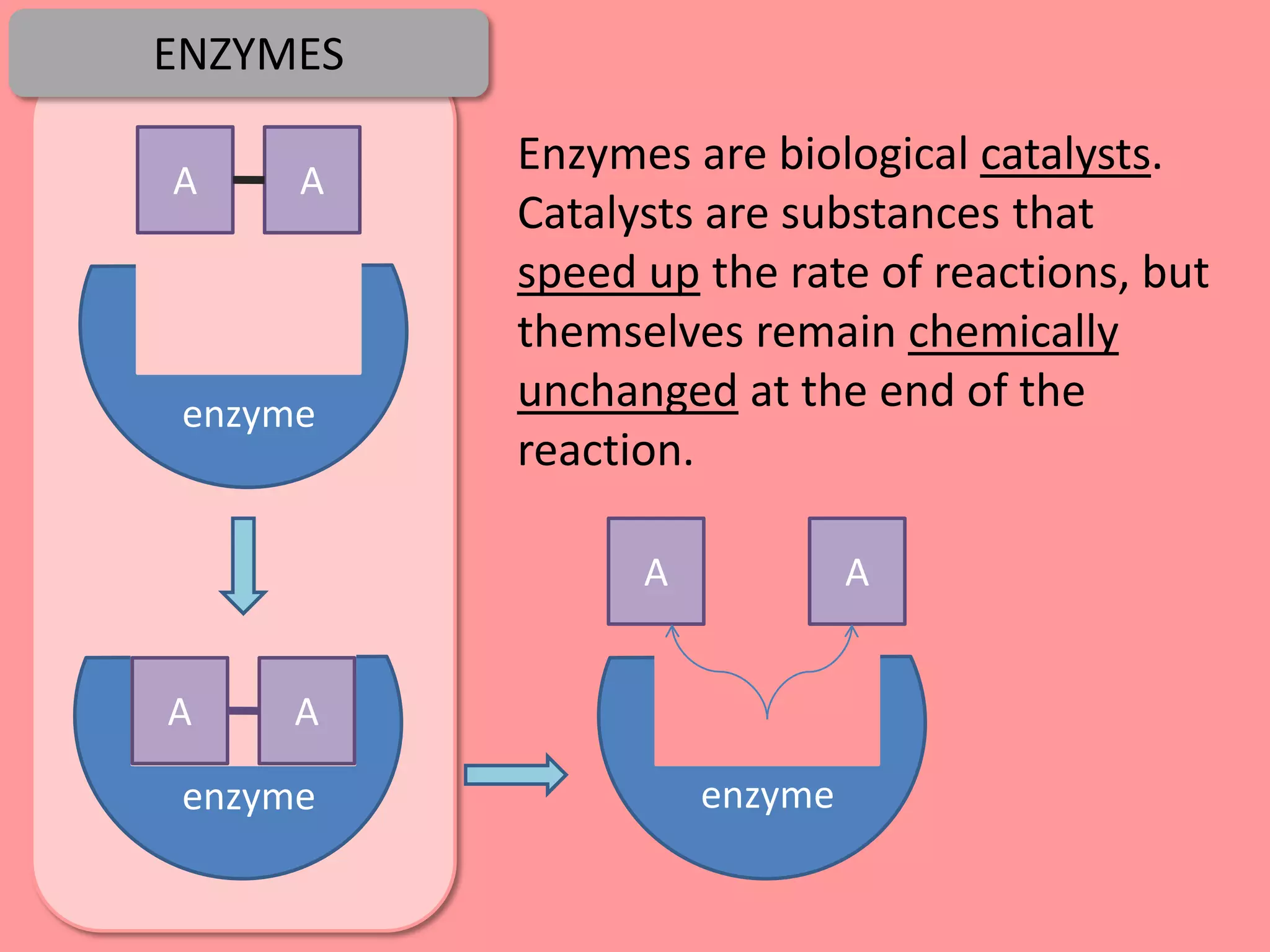 ENZYMES

          Enzymes are biological catalysts.
A     A
          Catalysts are substances that
          speed up the rate of reactions, but
          themselves remain chemically
 enzyme   unchanged at the end of the
          reaction.

                A            A


A     A
 enzyme             enzyme
 