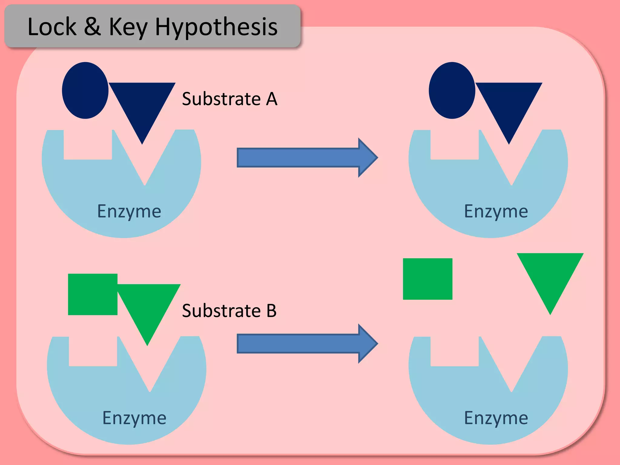 Lock & Key Hypothesis

               Substrate A




     Enzyme                  Enzyme



               Substrate B




      Enzyme                 Enzyme
 