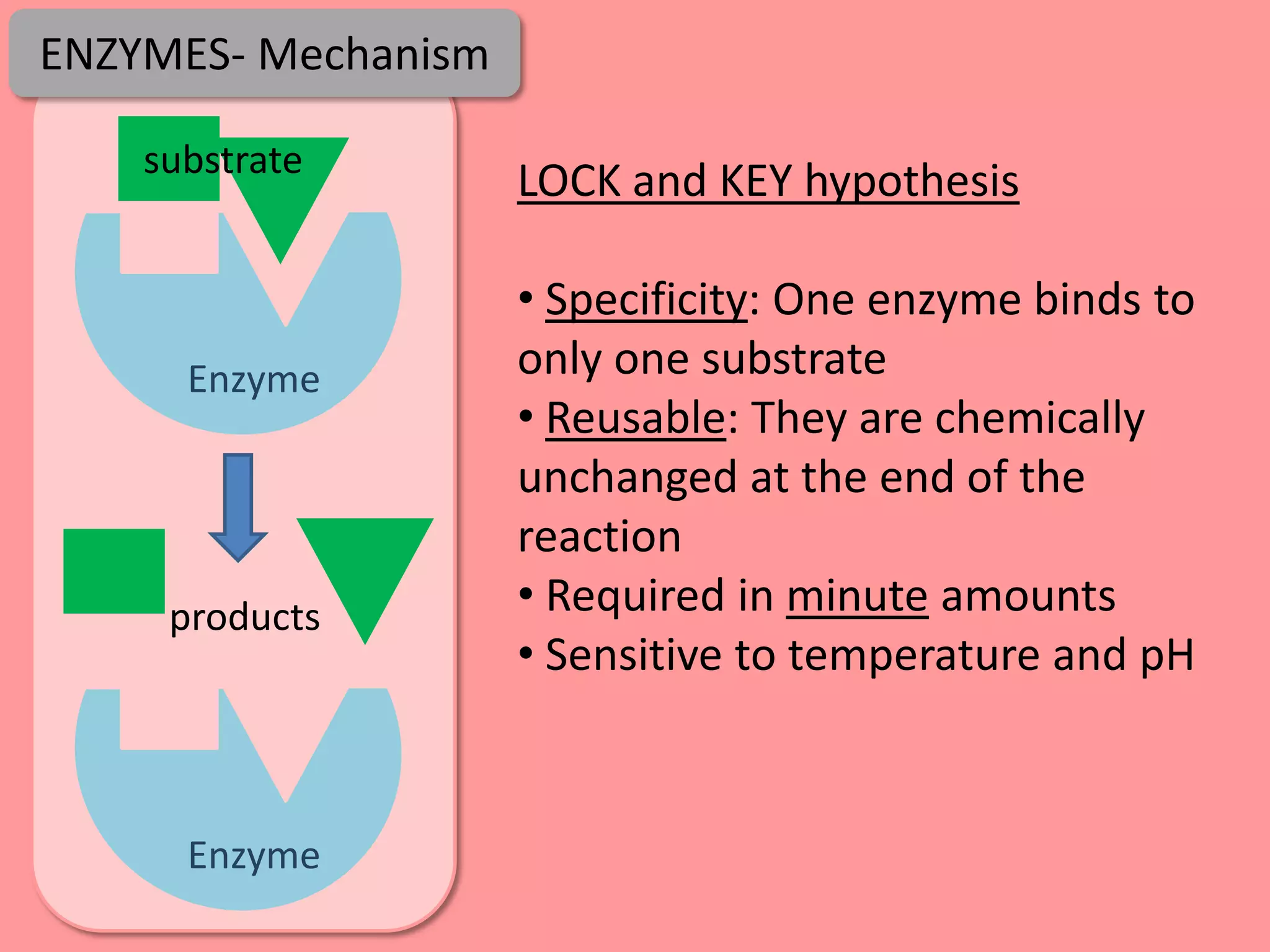 ENZYMES- Mechanism

    substrate
                     LOCK and KEY hypothesis

                     • Specificity: One enzyme binds to
      Enzyme         only one substrate
                     • Reusable: They are chemically
                     unchanged at the end of the
                     reaction
     products        • Required in minute amounts
                     • Sensitive to temperature and pH



      Enzyme
 
