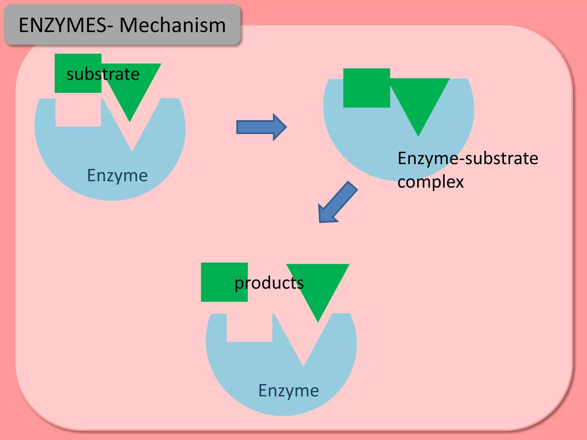 ENZYMES- Mechanism

    substrate



                                Enzyme-substrate
      Enzyme                    complex




                     products




                       Enzyme
 