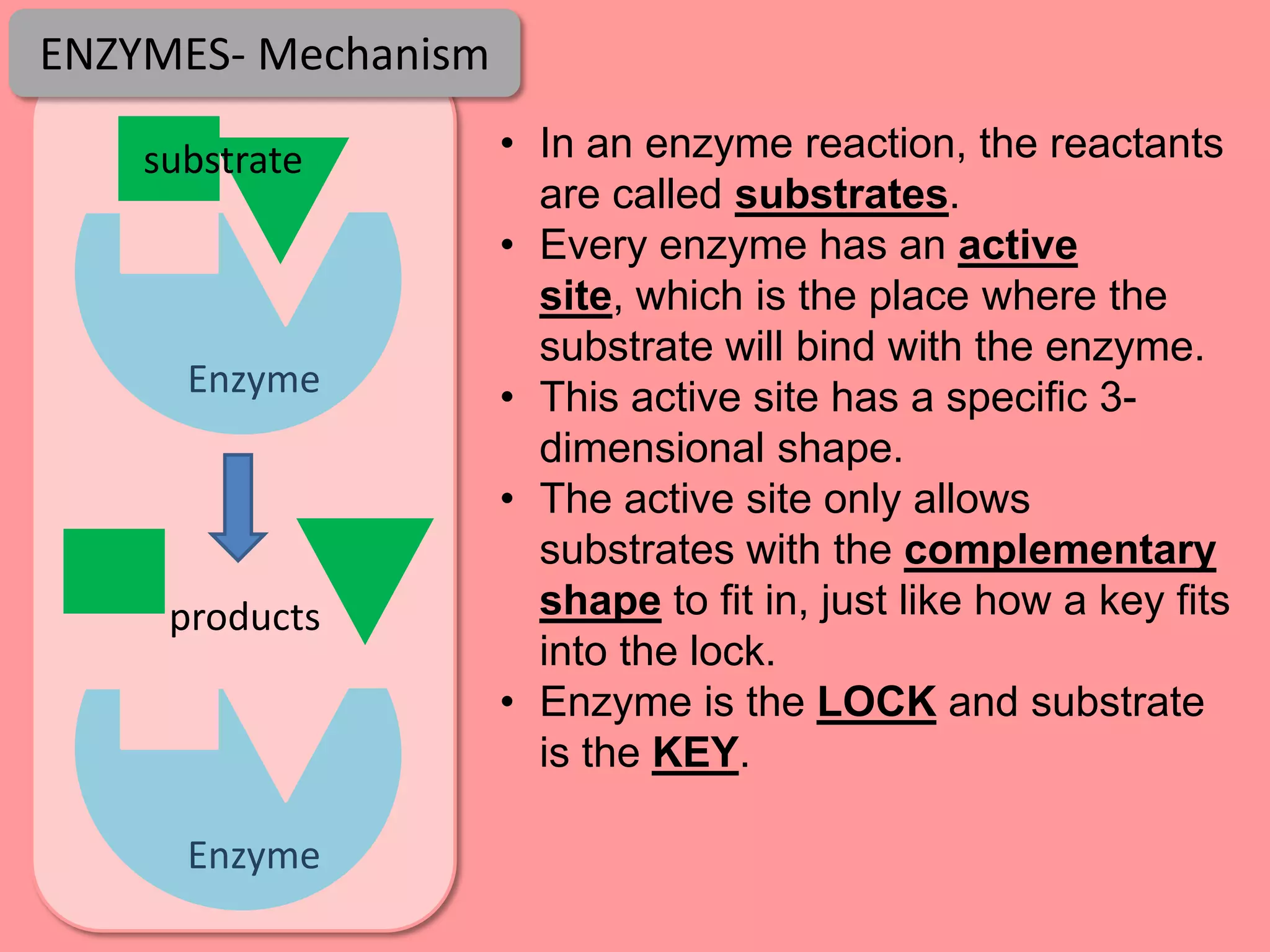ENZYMES- Mechanism

    substrate        • In an enzyme reaction, the reactants
                       are called substrates.
                     • Every enzyme has an active
                       site, which is the place where the
                       substrate will bind with the enzyme.
      Enzyme         • This active site has a specific 3-
                       dimensional shape.
                     • The active site only allows
                       substrates with the complementary
     products          shape to fit in, just like how a key fits
                       into the lock.
                     • Enzyme is the LOCK and substrate
                       is the KEY.

      Enzyme
 