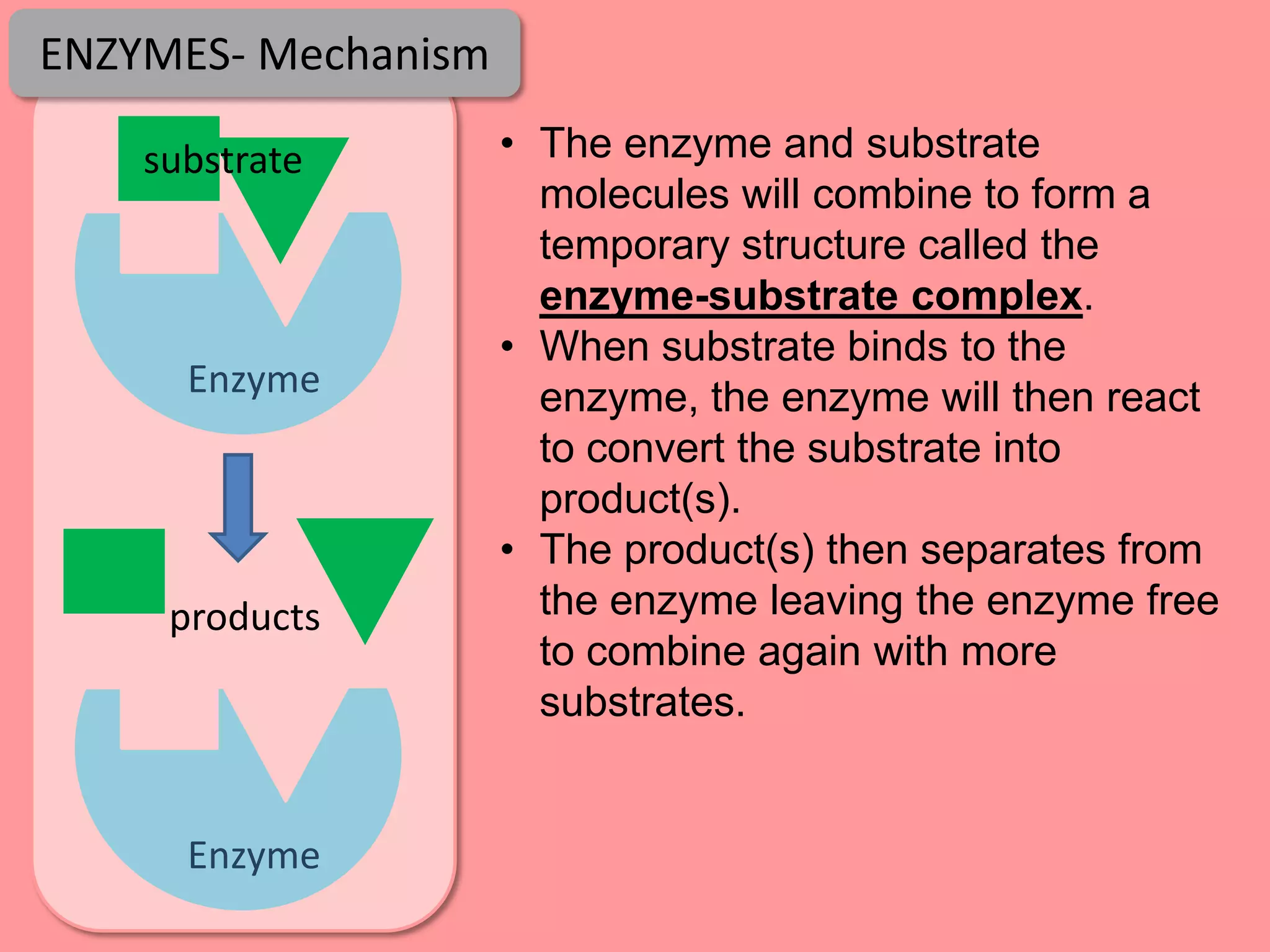 ENZYMES- Mechanism

    substrate        • The enzyme and substrate
                       molecules will combine to form a
                       temporary structure called the
                       enzyme-substrate complex.
                     • When substrate binds to the
      Enzyme           enzyme, the enzyme will then react
                       to convert the substrate into
                       product(s).
                     • The product(s) then separates from
     products          the enzyme leaving the enzyme free
                       to combine again with more
                       substrates.


      Enzyme
 