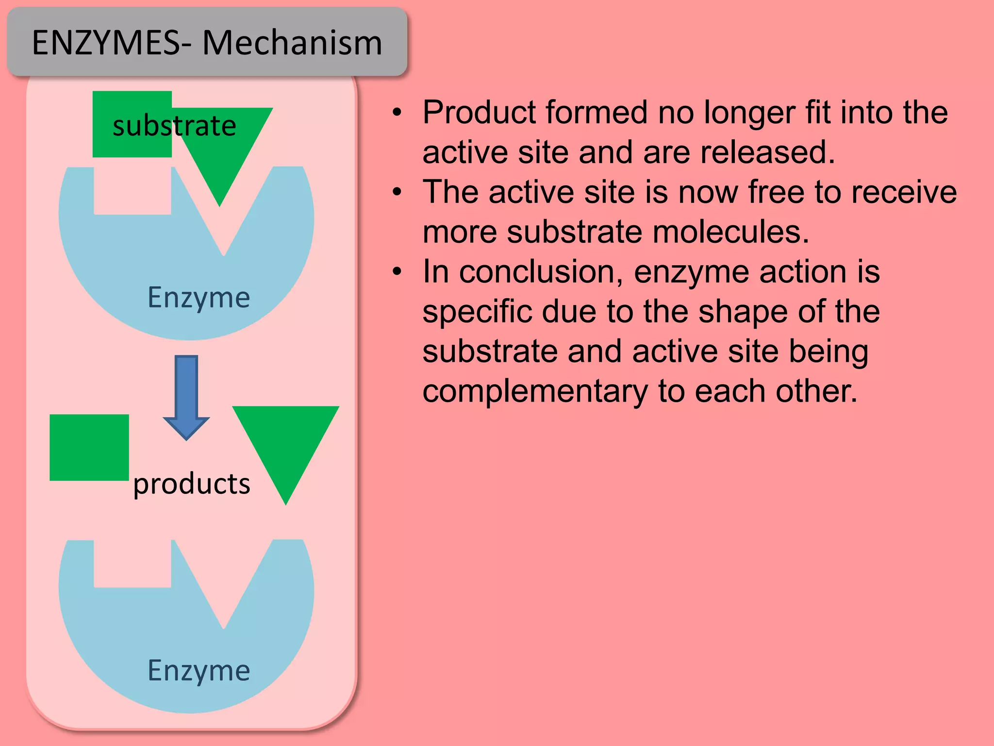 ENZYMES- Mechanism

    substrate        • Product formed no longer fit into the
                       active site and are released.
                     • The active site is now free to receive
                       more substrate molecules.
                     • In conclusion, enzyme action is
      Enzyme           specific due to the shape of the
                       substrate and active site being
                       complementary to each other.

     products




      Enzyme
 