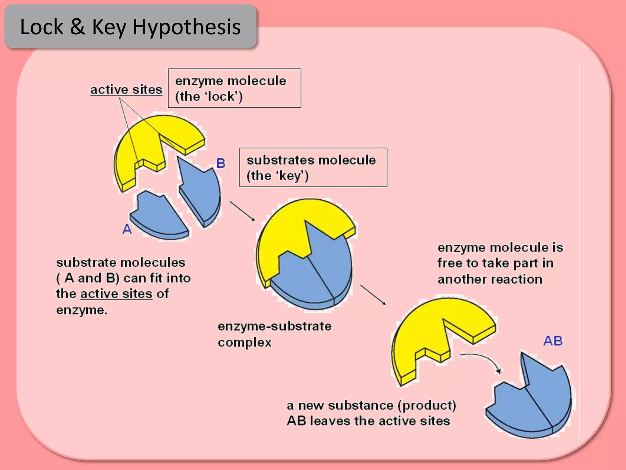 Lock & Key Hypothesis
 