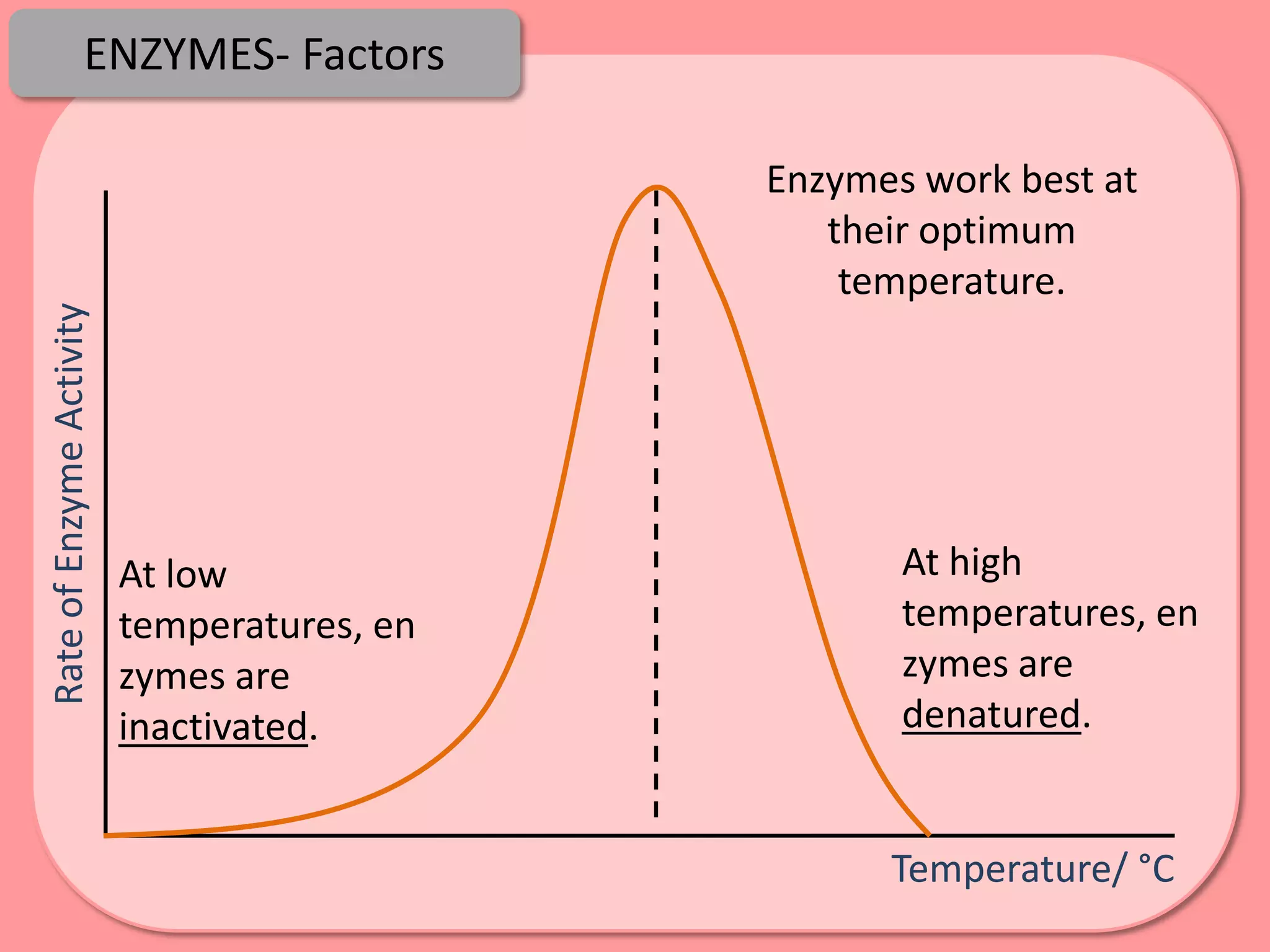 ENZYMES- Factors

                                             Enzymes work best at
                                                their optimum
                                                 temperature.
Rate of Enzyme Activity




                          At low                    At high
                          temperatures, en          temperatures, en
                          zymes are                 zymes are
                          inactivated.              denatured.


                                                   Temperature/ °C
 