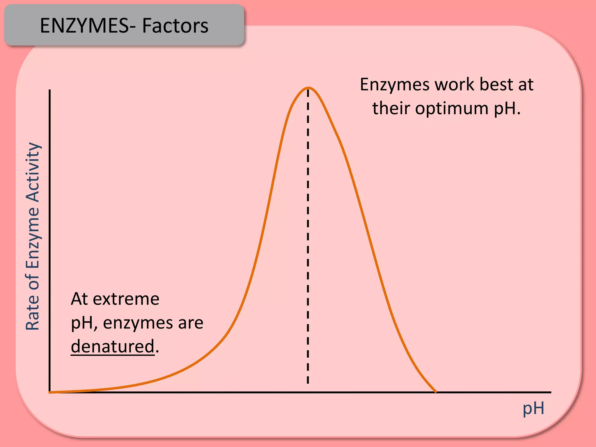 ENZYMES- Factors

                                            Enzymes work best at
                                             their optimum pH.
Rate of Enzyme Activity




                          At extreme
                          pH, enzymes are
                          denatured.


                                                              pH
 
