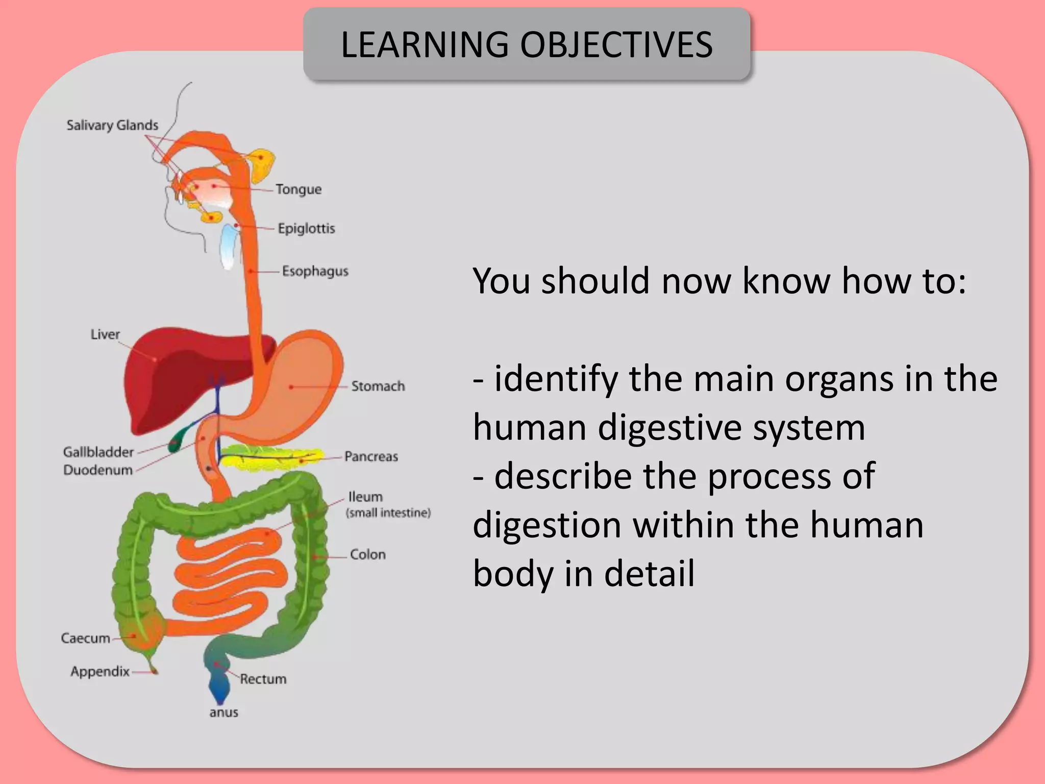 LEARNING OBJECTIVES




      You should now know how to:

      - identify the main organs in the
      human digestive system
      - describe the process of
      digestion within the human
      body in detail
 