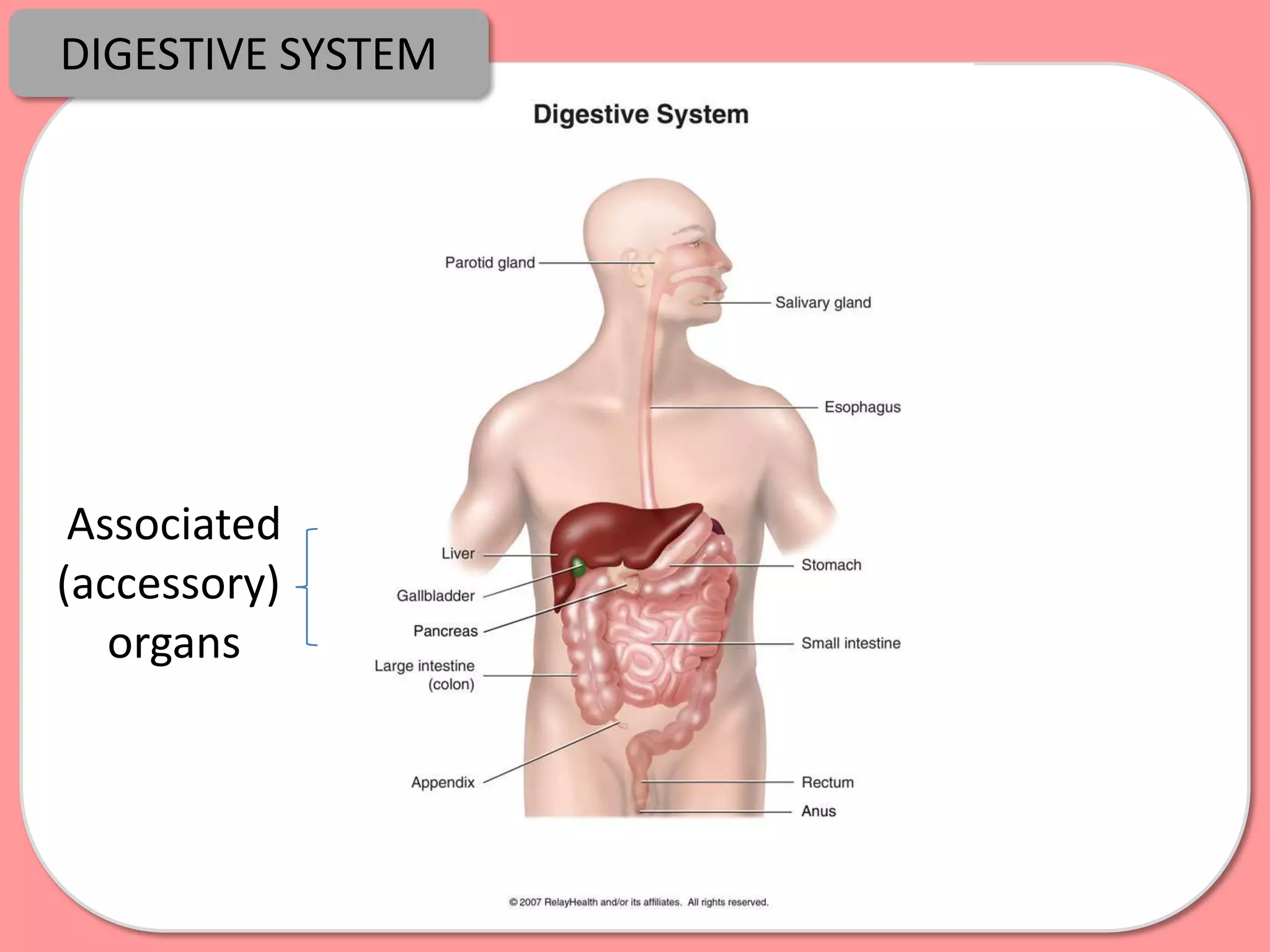 DIGESTIVE SYSTEM




 Associated
(accessory)
   organs
 