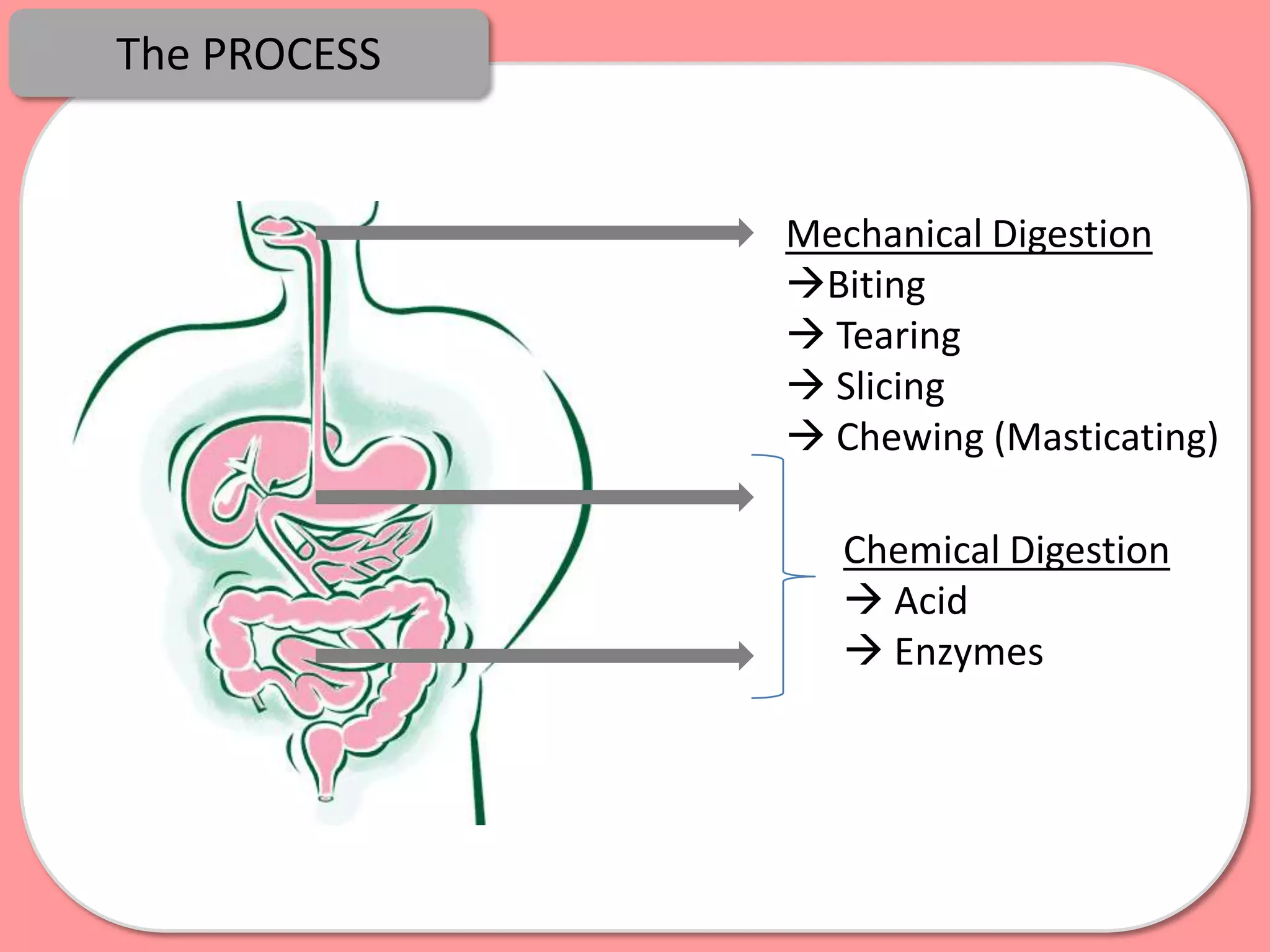 The PROCESS


              Mechanical Digestion
              Biting
               Tearing
               Slicing
               Chewing (Masticating)

                 Chemical Digestion
                  Acid
                  Enzymes
 