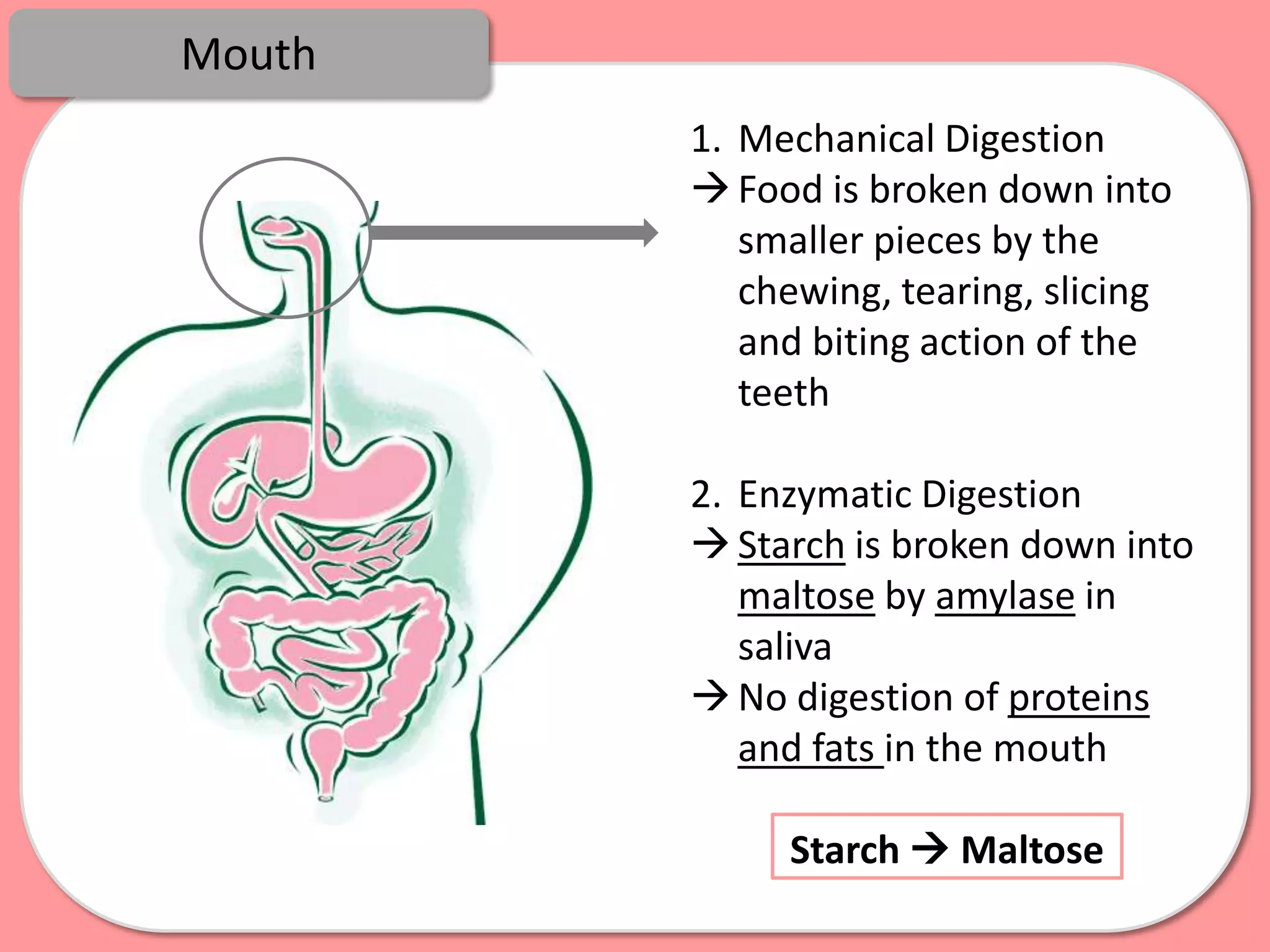 Mouth
        1. Mechanical Digestion
         Food is broken down into
           smaller pieces by the
           chewing, tearing, slicing
           and biting action of the
           teeth

        2. Enzymatic Digestion
         Starch is broken down into
           maltose by amylase in
           saliva
         No digestion of proteins
           and fats in the mouth

             Starch  Maltose
 