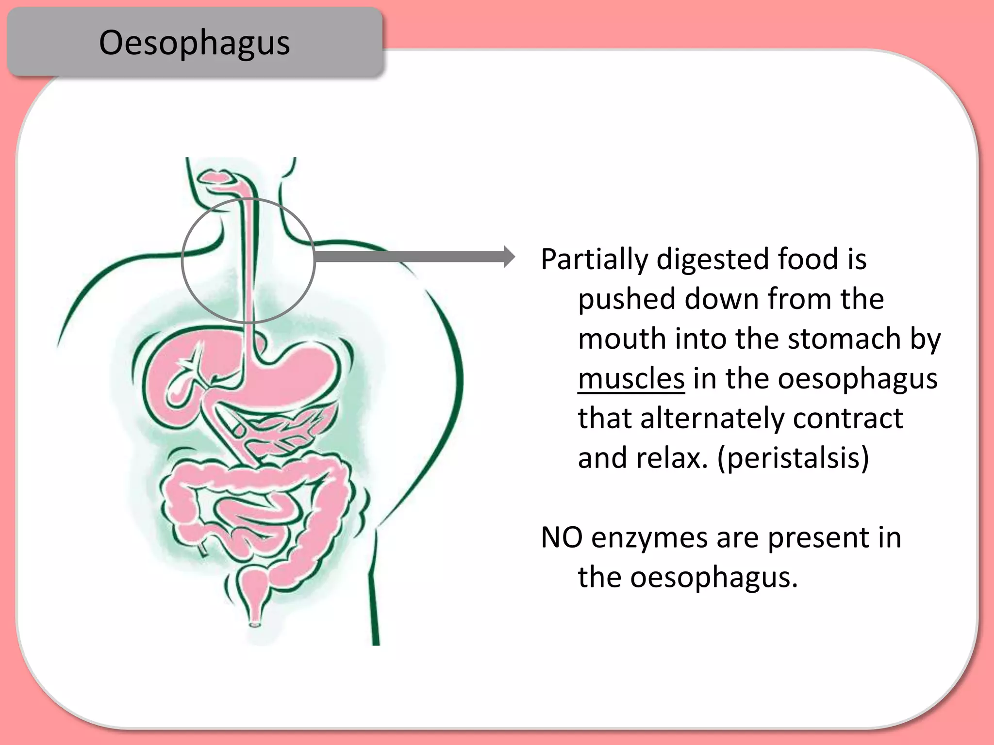 Oesophagus




             Partially digested food is
               pushed down from the
               mouth into the stomach by
               muscles in the oesophagus
               that alternately contract
               and relax. (peristalsis)

             NO enzymes are present in
               the oesophagus.
 