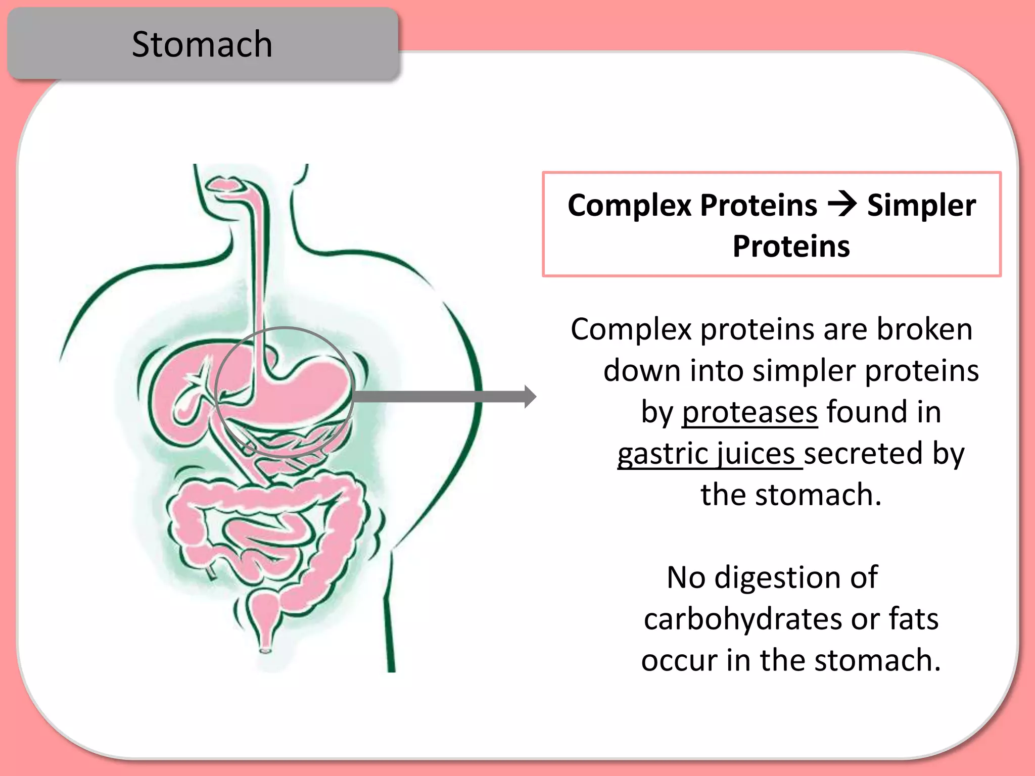 Stomach


          Complex Proteins  Simpler
                    Proteins

          Complex proteins are broken
            down into simpler proteins
              by proteases found in
             gastric juices secreted by
                   the stomach.

               No digestion of
              carbohydrates or fats
              occur in the stomach.
 