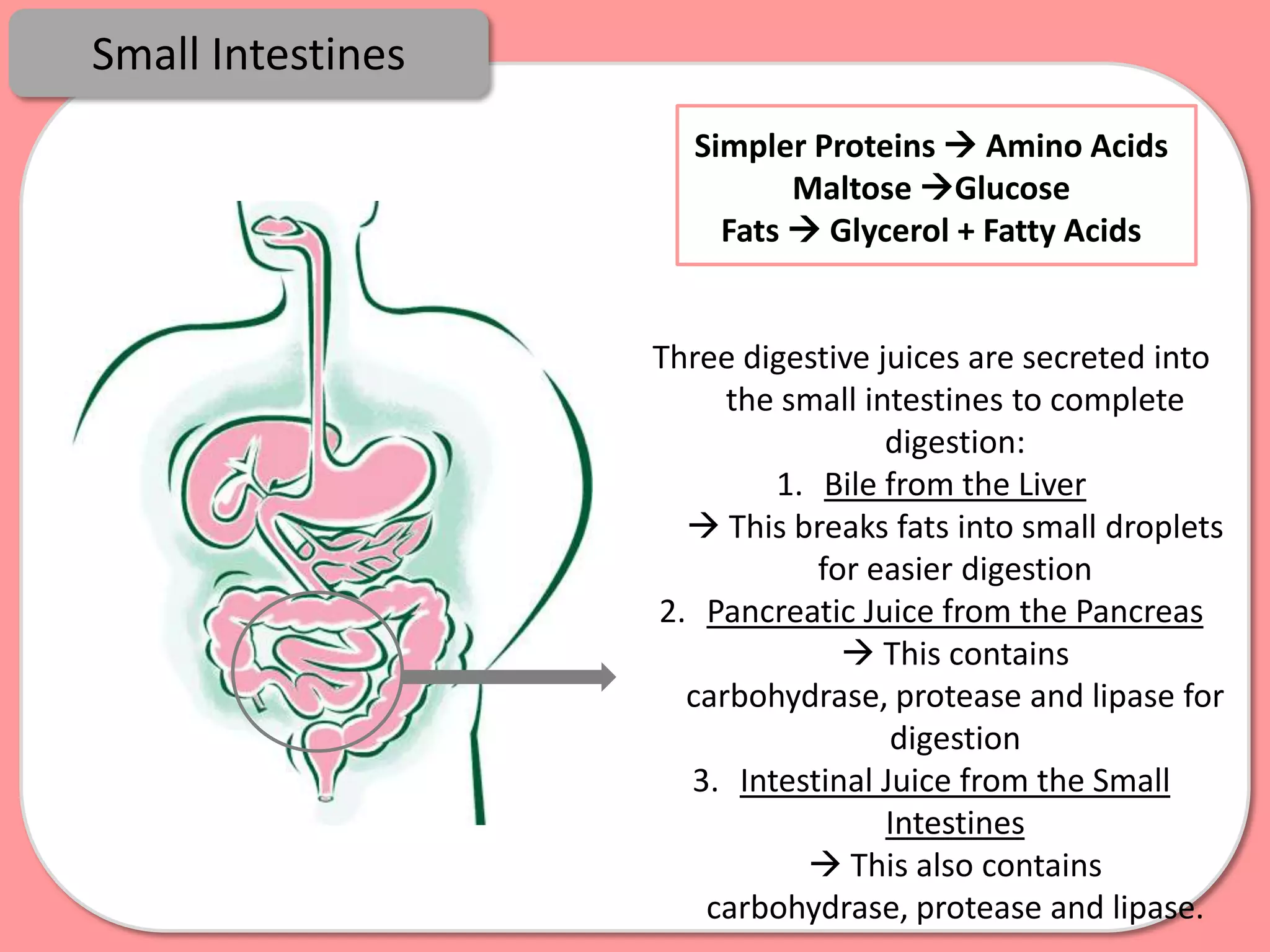 Small Intestines
                     Simpler Proteins  Amino Acids
                            Maltose Glucose
                       Fats  Glycerol + Fatty Acids


                   Three digestive juices are secreted into
                        the small intestines to complete
                                    digestion:
                           1. Bile from the Liver
                      This breaks fats into small droplets
                              for easier digestion
                   2. Pancreatic Juice from the Pancreas
                                 This contains
                     carbohydrase, protease and lipase for
                                    digestion
                     3. Intestinal Juice from the Small
                                    Intestines
                              This also contains
                      carbohydrase, protease and lipase.
 
