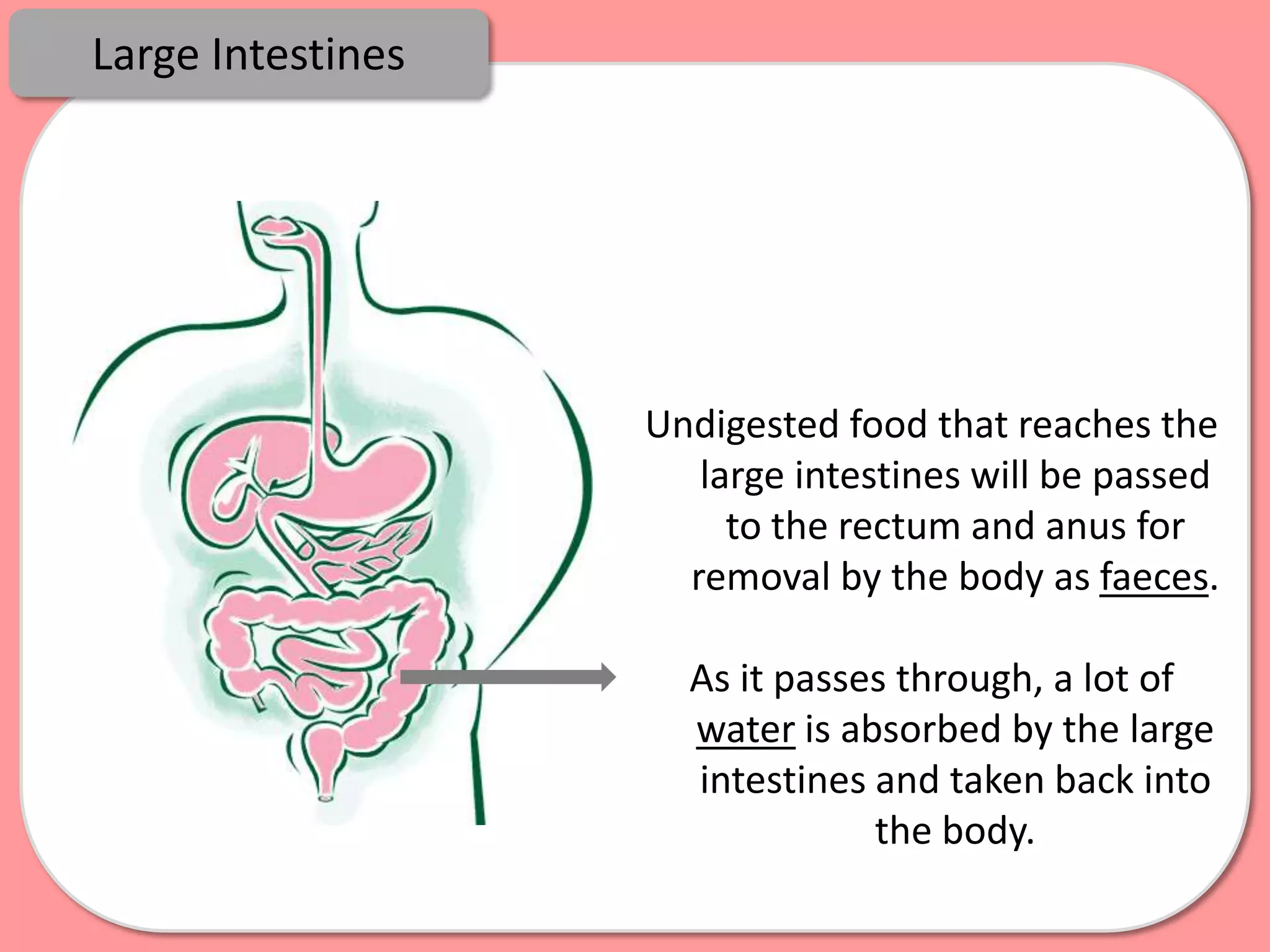 Large Intestines




                   Undigested food that reaches the
                      large intestines will be passed
                        to the rectum and anus for
                     removal by the body as faeces.

                     As it passes through, a lot of
                     water is absorbed by the large
                     intestines and taken back into
                                the body.
 