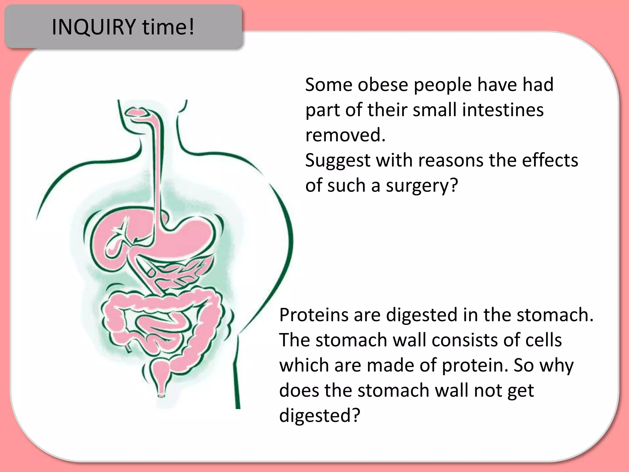 INQUIRY time!

                   Some obese people have had
                   part of their small intestines
                   removed.
                   Suggest with reasons the effects
                   of such a surgery?




                Proteins are digested in the stomach.
                The stomach wall consists of cells
                which are made of protein. So why
                does the stomach wall not get
                digested?
 