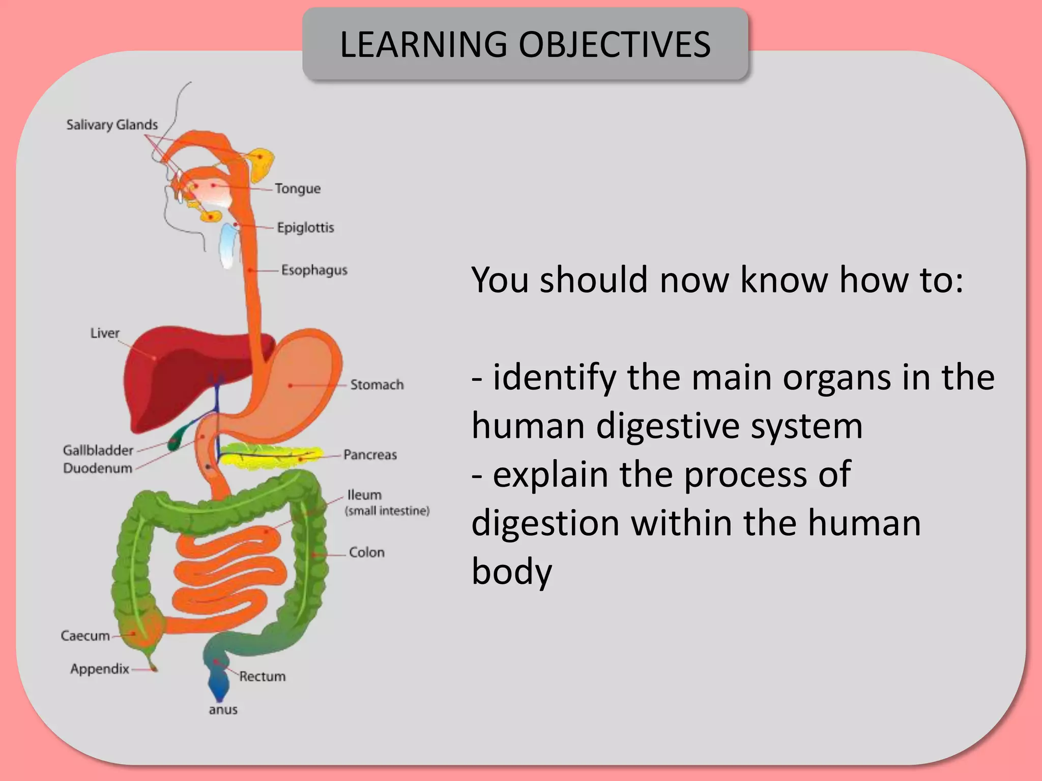 LEARNING OBJECTIVES




      You should now know how to:

      - identify the main organs in the
      human digestive system
      - explain the process of
      digestion within the human
      body
 