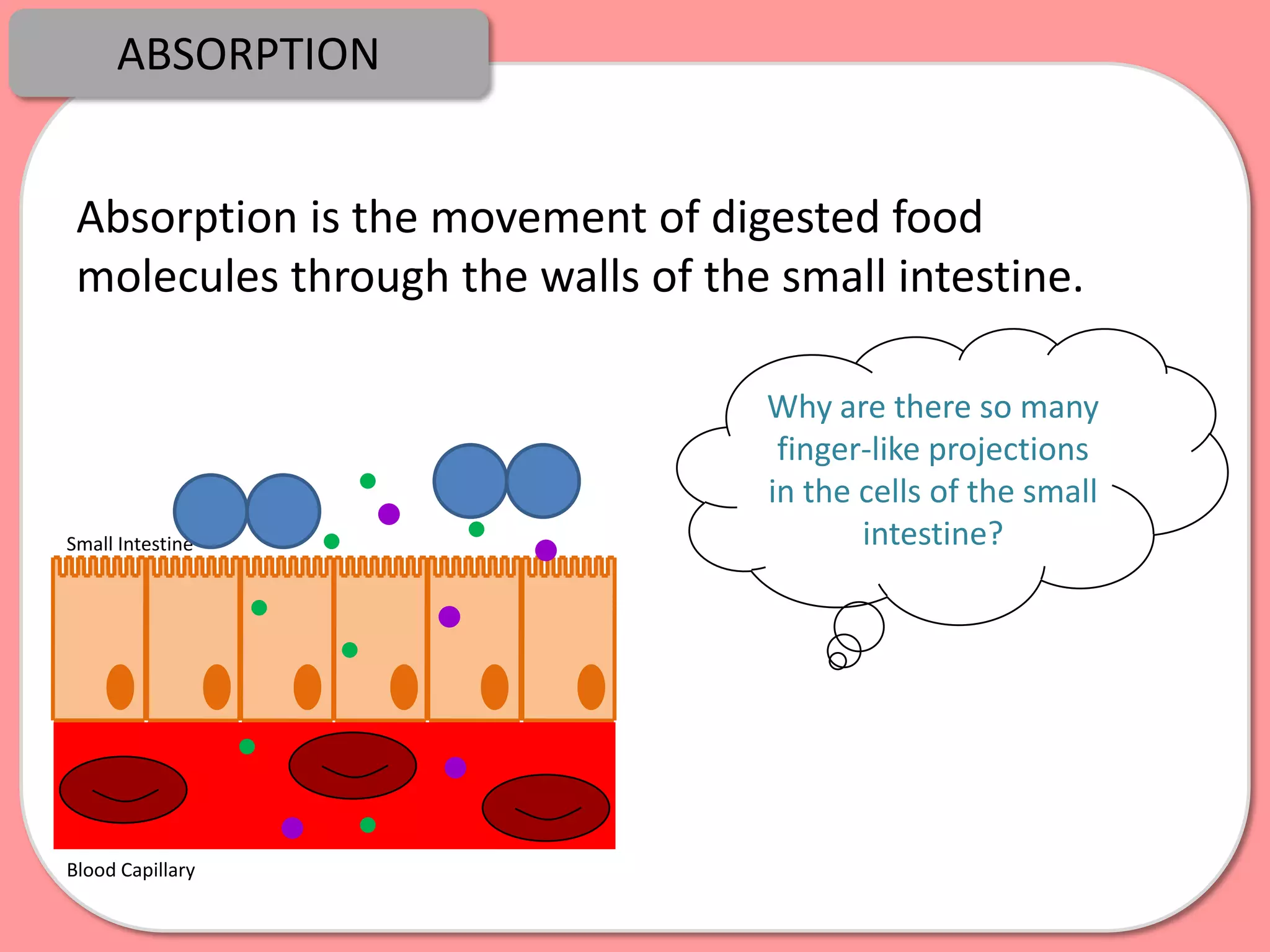 ABSORPTION


 Absorption is the movement of digested food
 molecules through the walls of the small intestine.

                                   Why are there so many
                                    finger-like projections
                                   in the cells of the small
Small Intestine                           intestine?




Blood Capillary
 