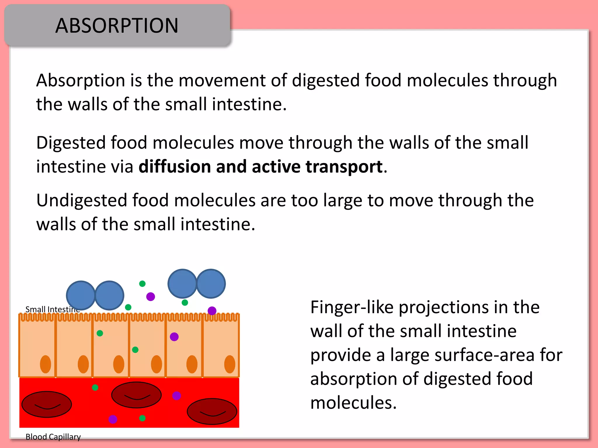 ABSORPTION

  Absorption is the movement of digested food molecules through
  the walls of the small intestine.
  Digested food molecules move through the walls of the small
  intestine via diffusion and active transport.
  Undigested food molecules are too large to move through the
  walls of the small intestine.



Small Intestine                   Finger-like projections in the
                                  wall of the small intestine
                                  provide a large surface-area for
                                  absorption of digested food
                                  molecules.
Blood Capillary
 
