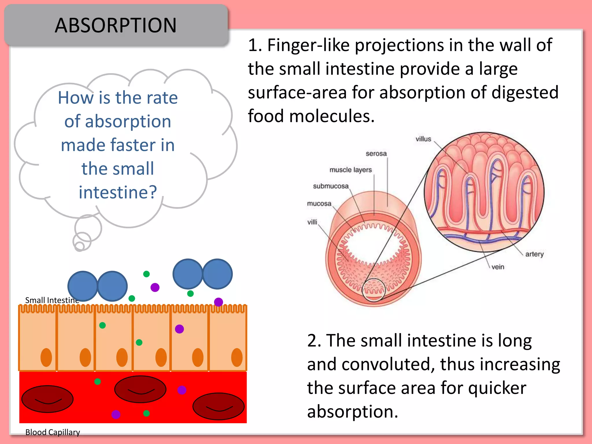 ABSORPTION
                          1. Finger-like projections in the wall of
                          the small intestine provide a large
        How is the rate   surface-area for absorption of digested
         of absorption    food molecules.
        made faster in
            the small
           intestine?




Small Intestine



                                 2. The small intestine is long
                                 and convoluted, thus increasing
                                 the surface area for quicker
                                 absorption.
Blood Capillary
 