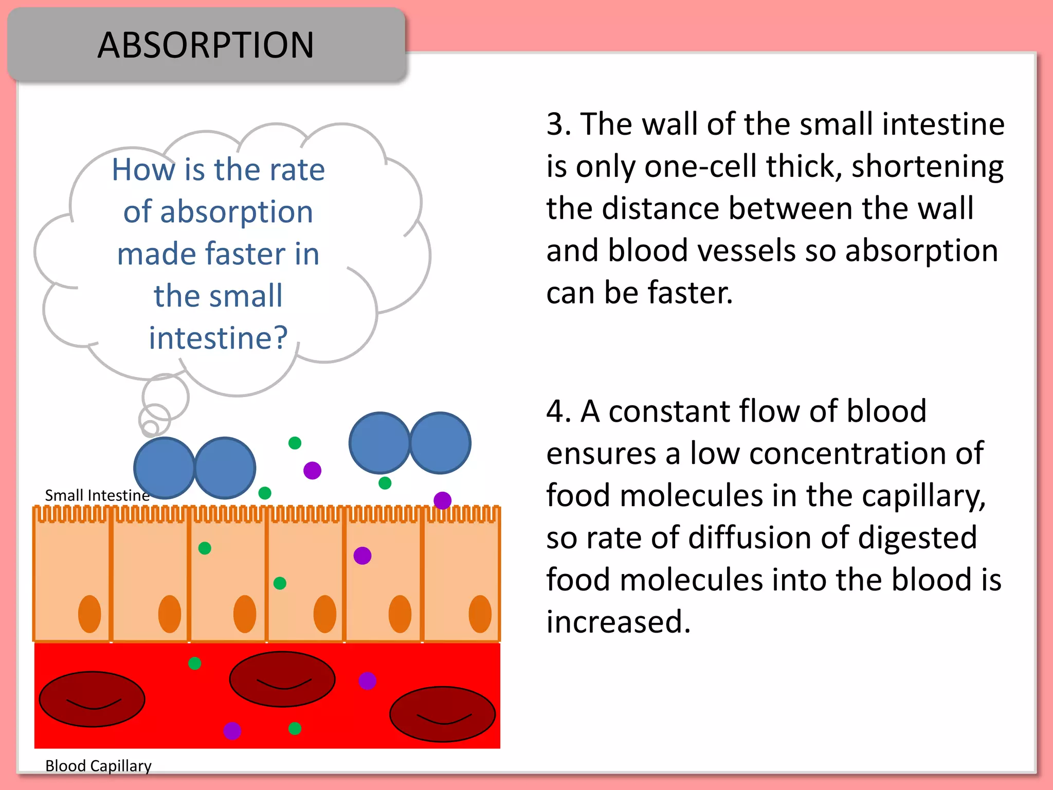 ABSORPTION
                           3. The wall of the small intestine
         How is the rate   is only one-cell thick, shortening
          of absorption    the distance between the wall
         made faster in    and blood vessels so absorption
             the small     can be faster.
            intestine?

                           4. A constant flow of blood
                           ensures a low concentration of
Small Intestine            food molecules in the capillary,
                           so rate of diffusion of digested
                           food molecules into the blood is
                           increased.


Blood Capillary
 