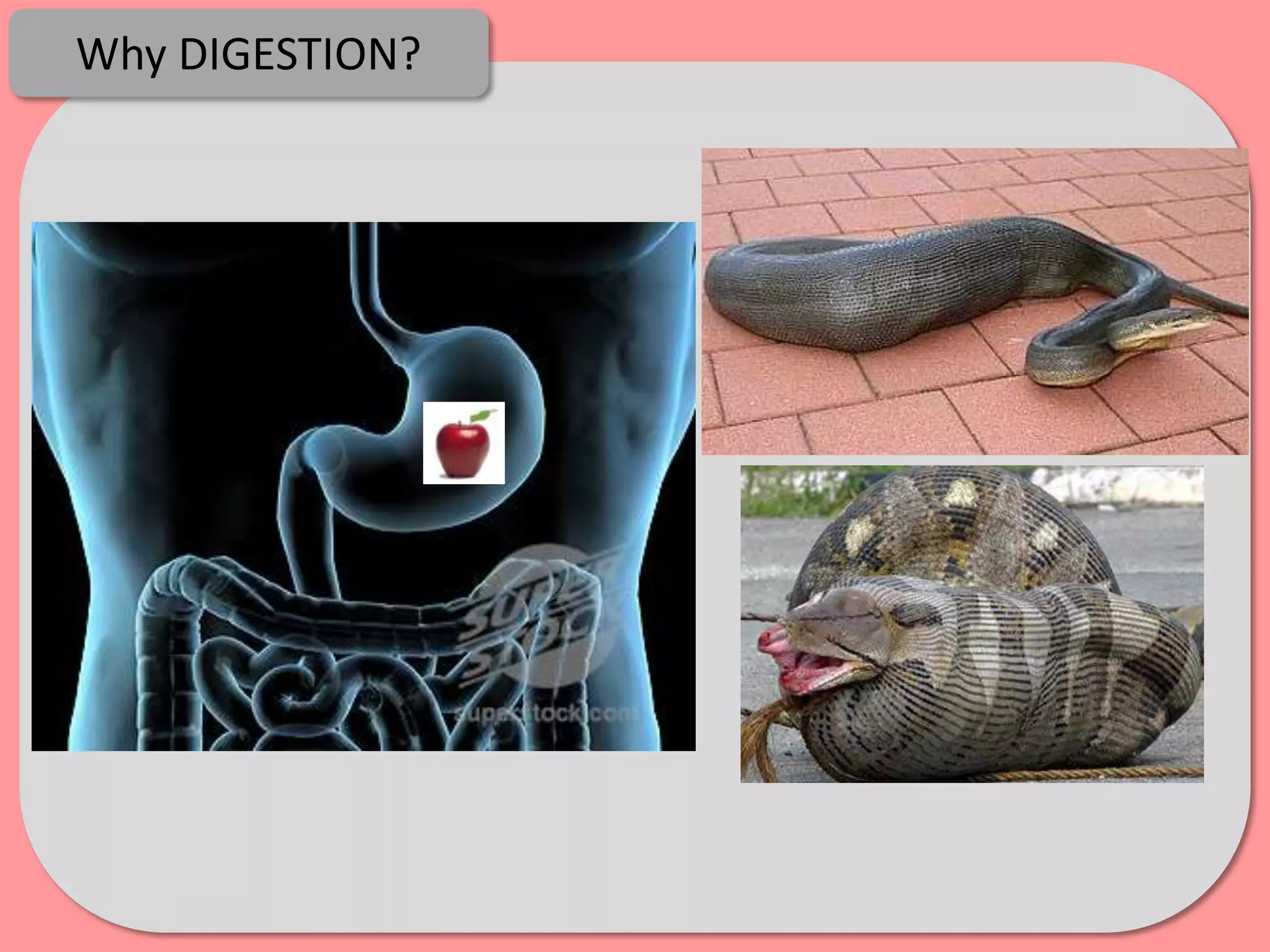 Why DIGESTION?
 
