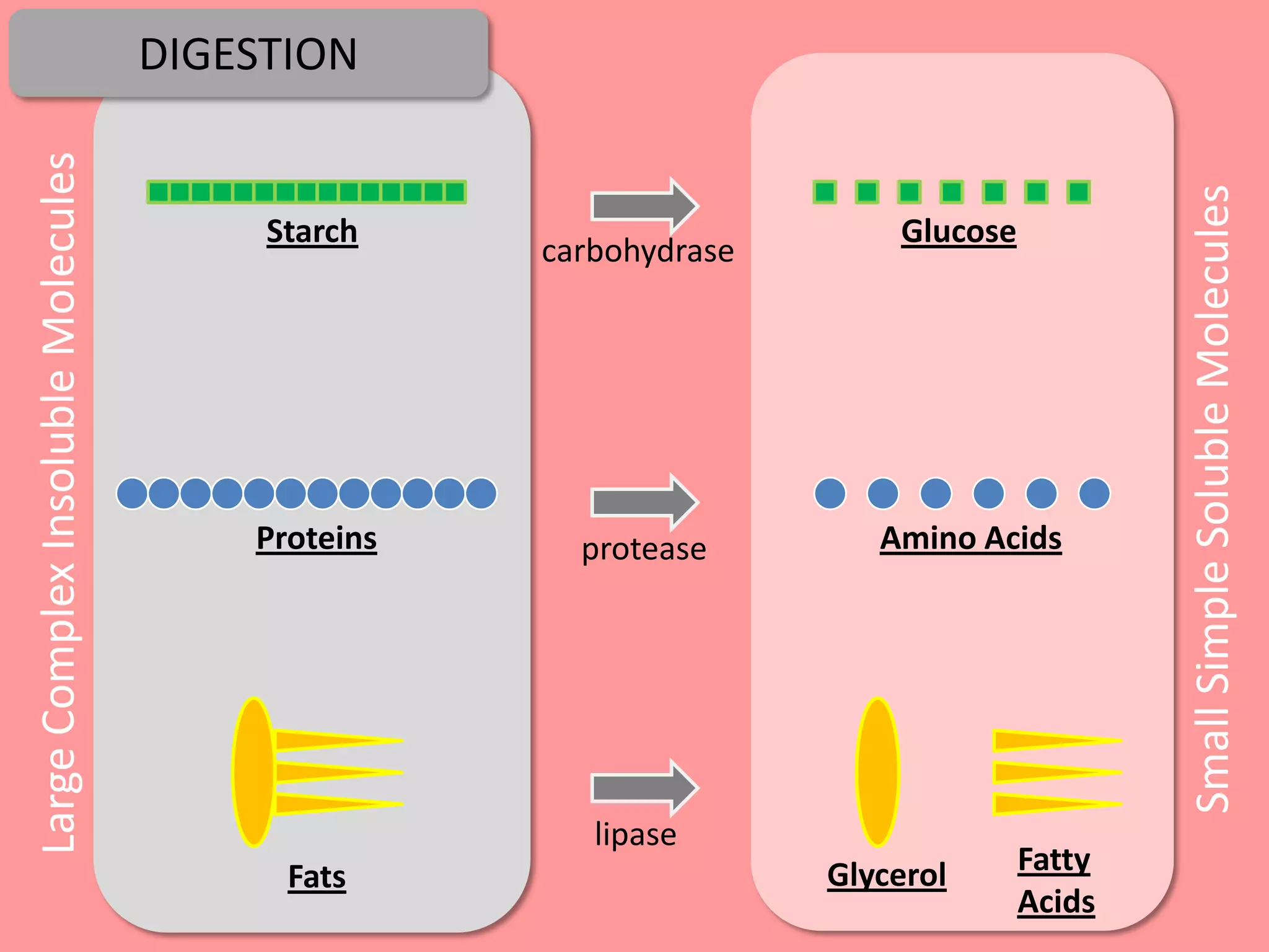 Large Complex Insoluble Molecules   DIGESTION




                                                                                        Small Simple Soluble Molecules
                                         Starch                       Glucose
                                                   carbohydrase




                                        Proteins     protease        Amino Acids




                                                      lipase
                                          Fats                    Glycerol      Fatty
                                                                                Acids
 