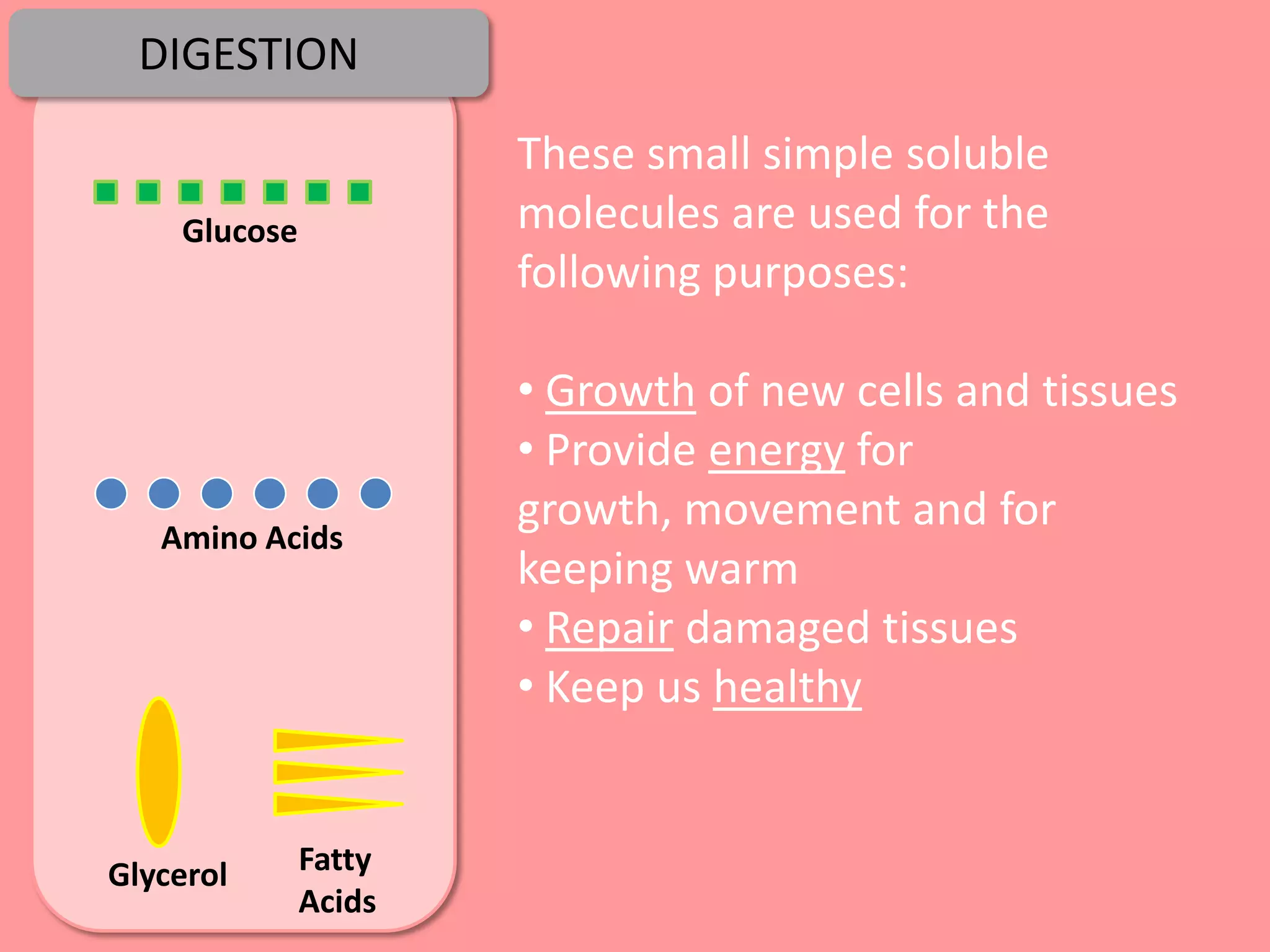 DIGESTION

                      These small simple soluble
    Glucose           molecules are used for the
                      following purposes:

                      • Growth of new cells and tissues
                      • Provide energy for
   Amino Acids
                      growth, movement and for
                      keeping warm
                      • Repair damaged tissues
                      • Keep us healthy


Glycerol      Fatty
              Acids
 