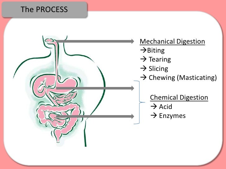 digestion absorption and enzymes chemical digestion