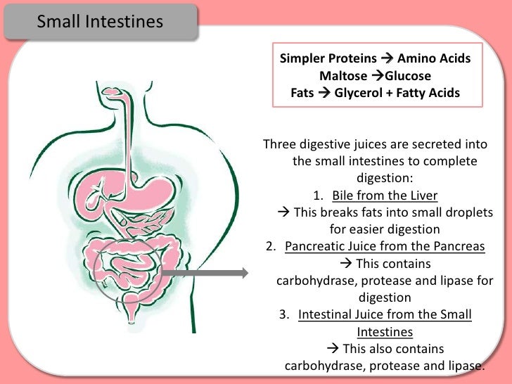 Digestion, Absorption and Enzymes