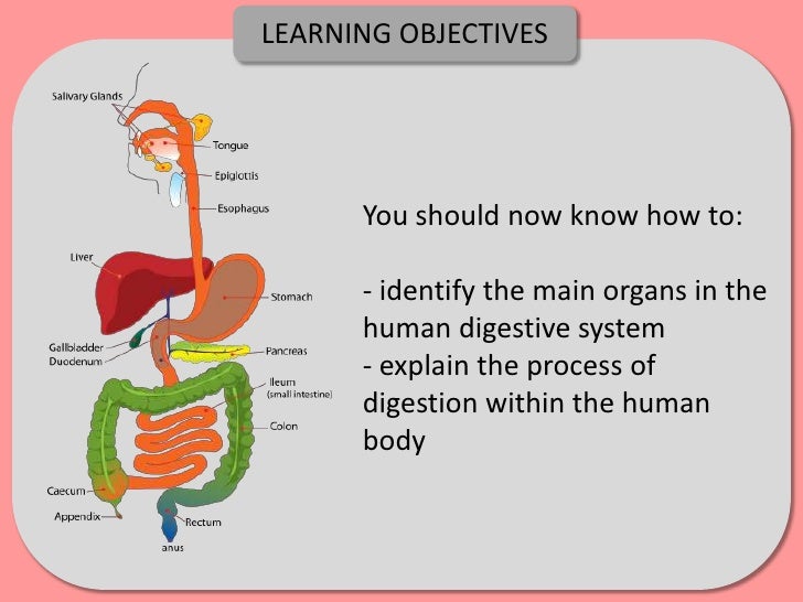 Digestion, Absorption and Enzymes